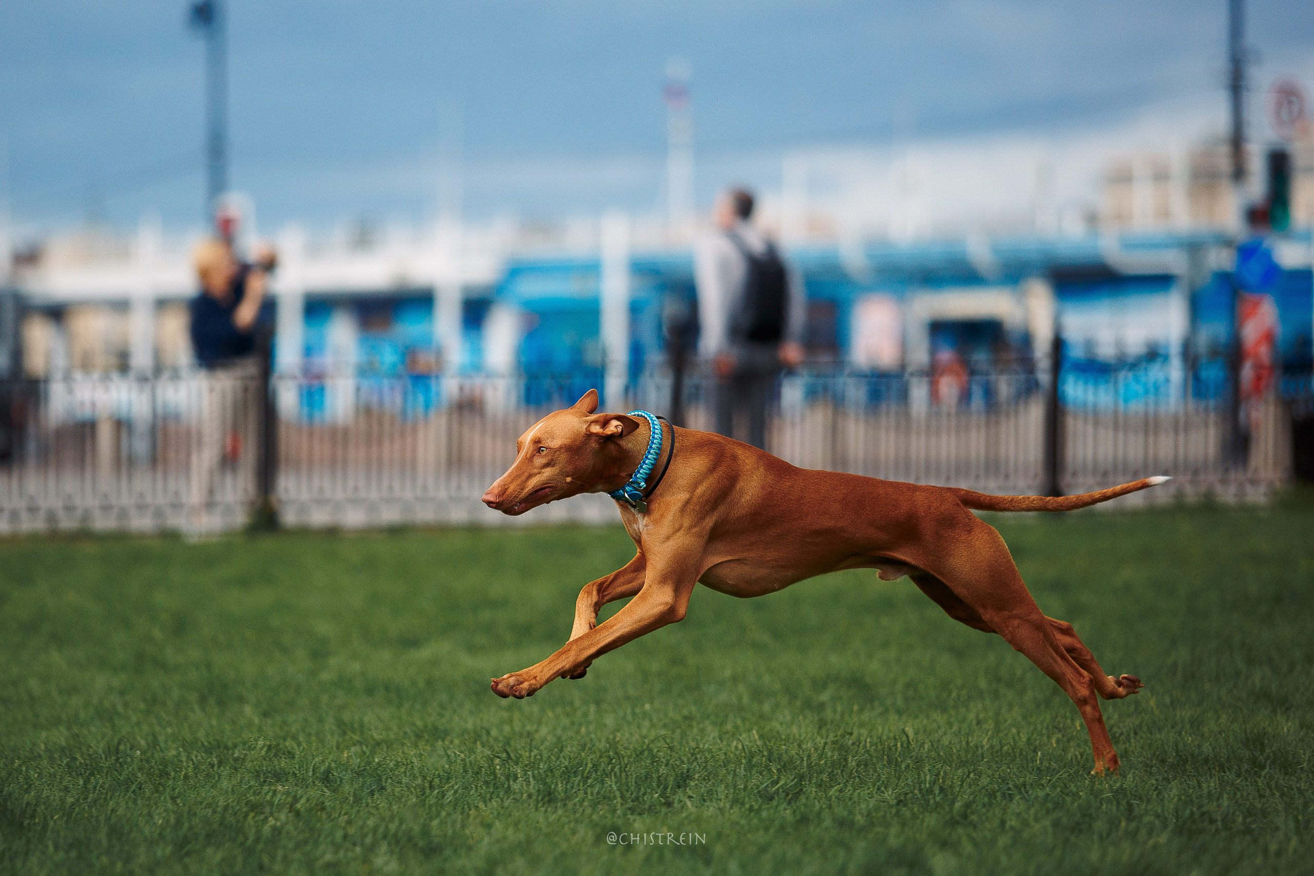 Арина и Гриффин в центре Питера. Фотограф-анималист Наталия Чистюхина в г. Сосновый Бор и ЛО