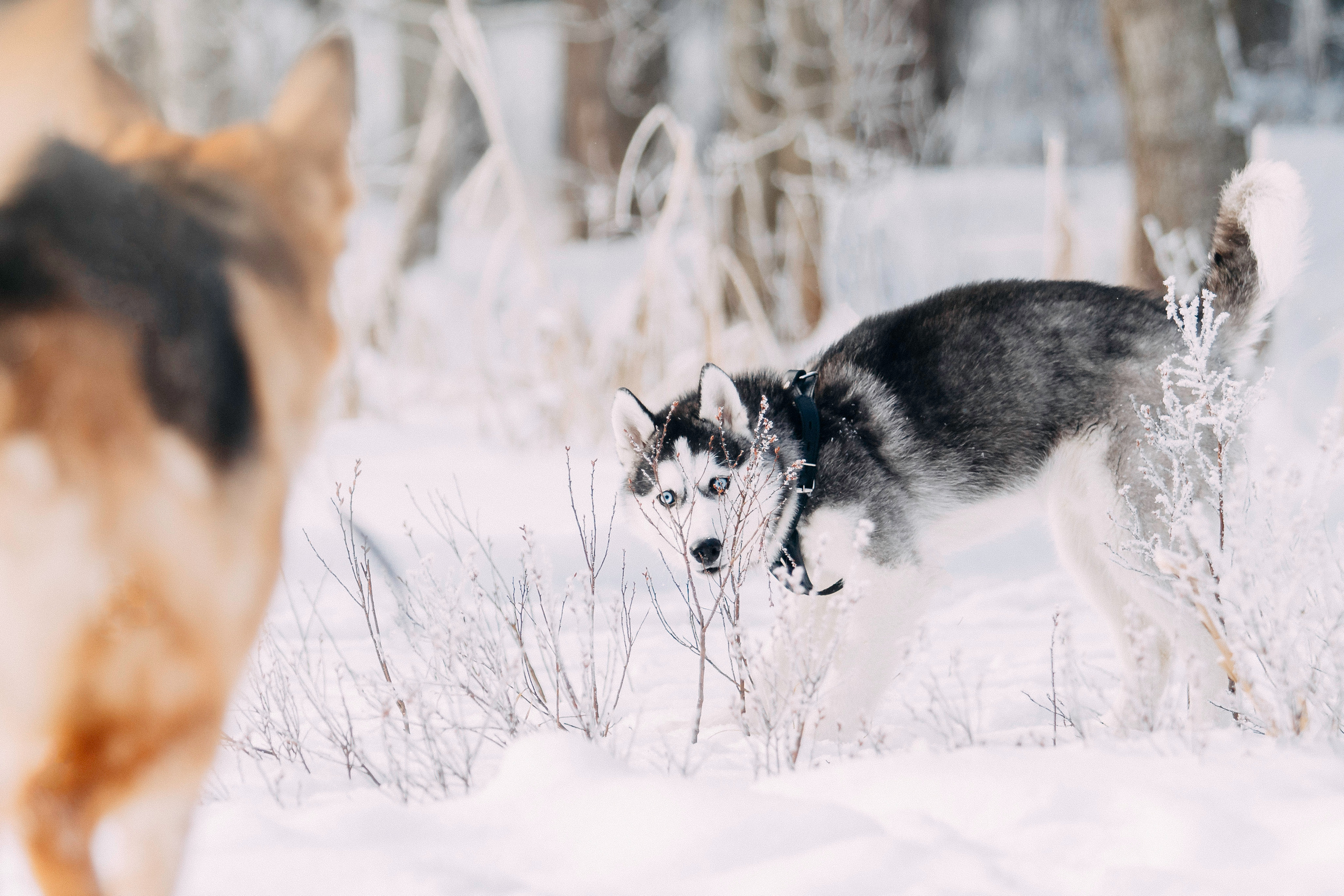 Щенок хаски Плуто. Фотограф-анималист Наталия Чистюхина в г. Сосновый Бор и ЛО