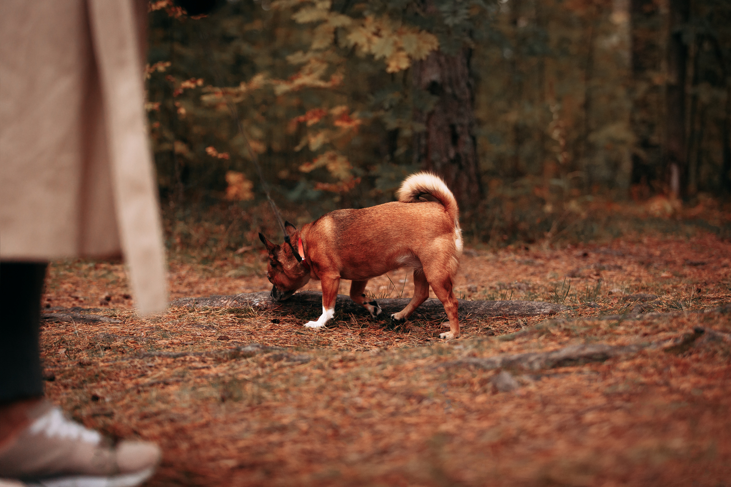 Осенний лес в Сосновом Бору. Фотограф-анималист Наталия Чистюхина в г. Сосновый Бор и ЛО