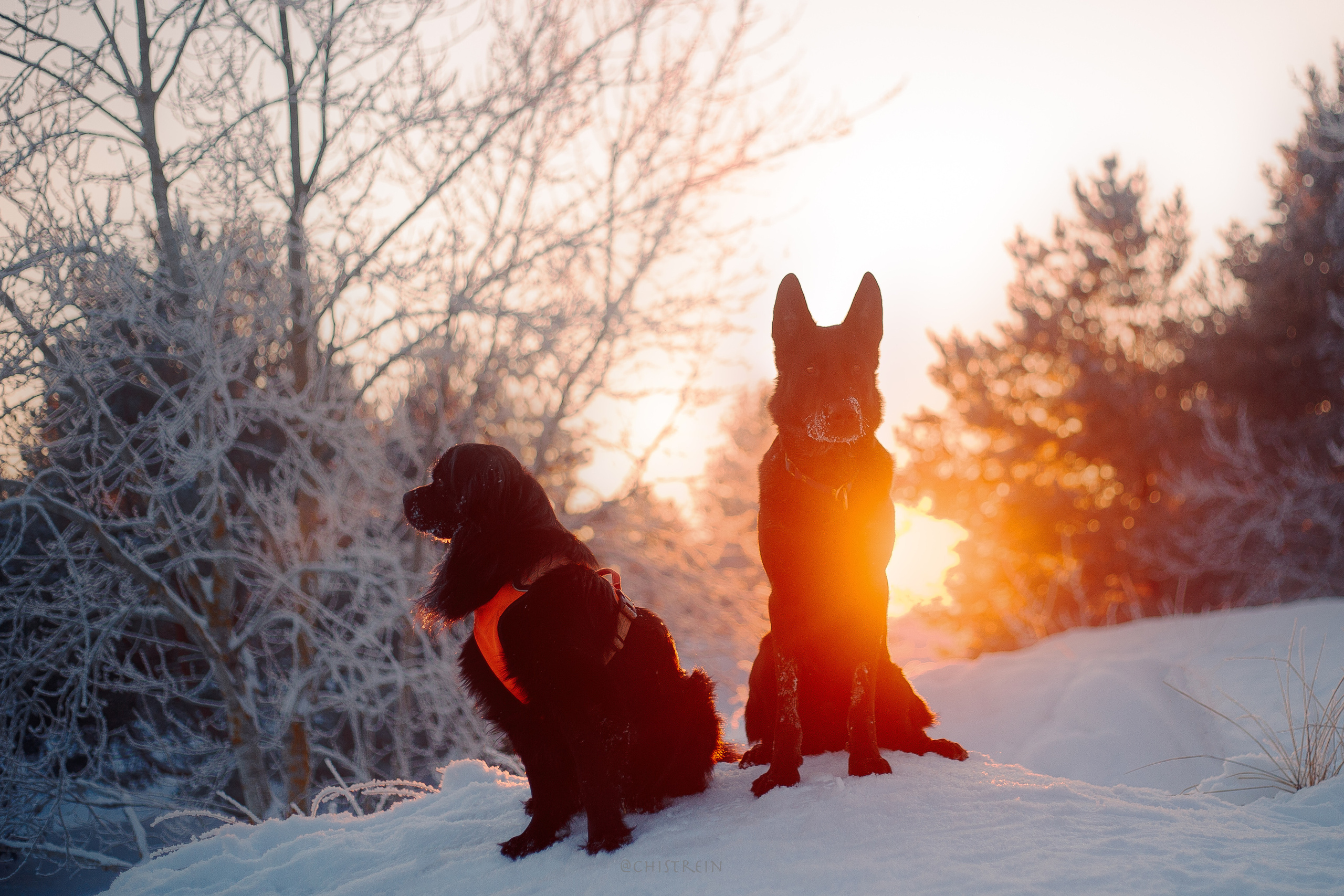 Модя. Закат на Финском заливе. Фотограф-анималист Наталия Чистюхина в г. Сосновый Бор и ЛО