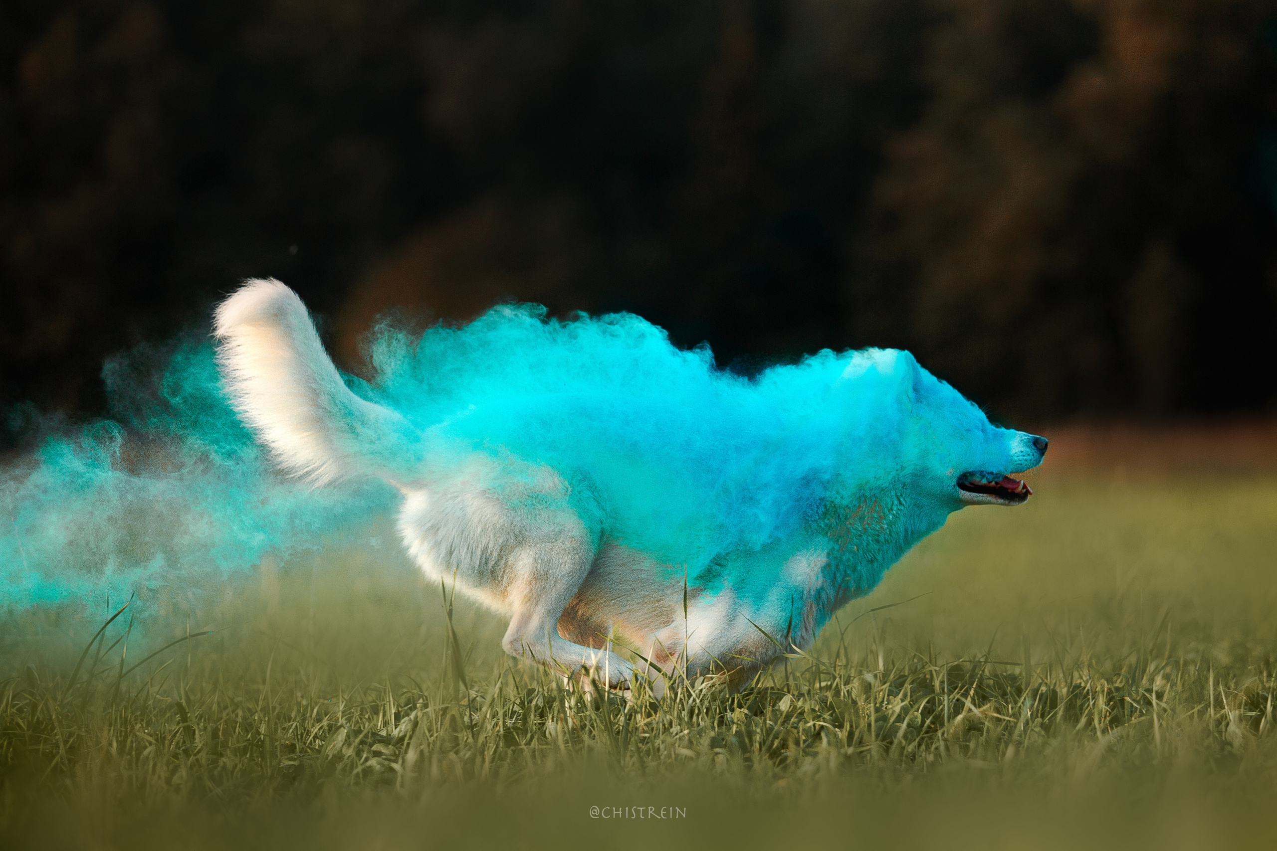 Хаски Гару и холи. Фотограф-анималист Наталия Чистюхина в г. Сосновый Бор и ЛО