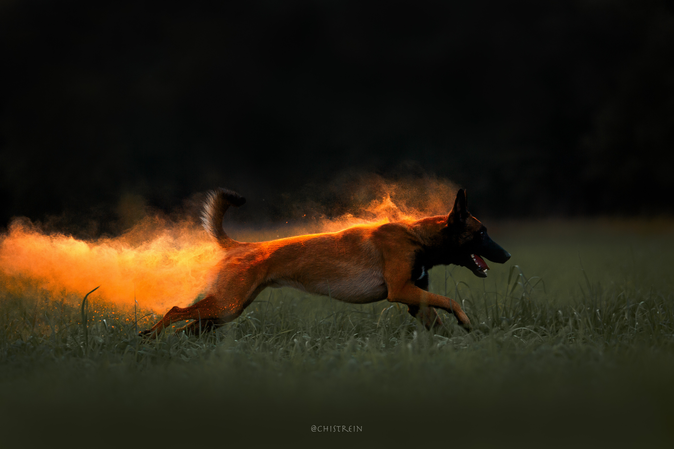 Краски холи. Малинуа Раш. Фотограф-анималист Наталия Чистюхина в г. Сосновый Бор и ЛО