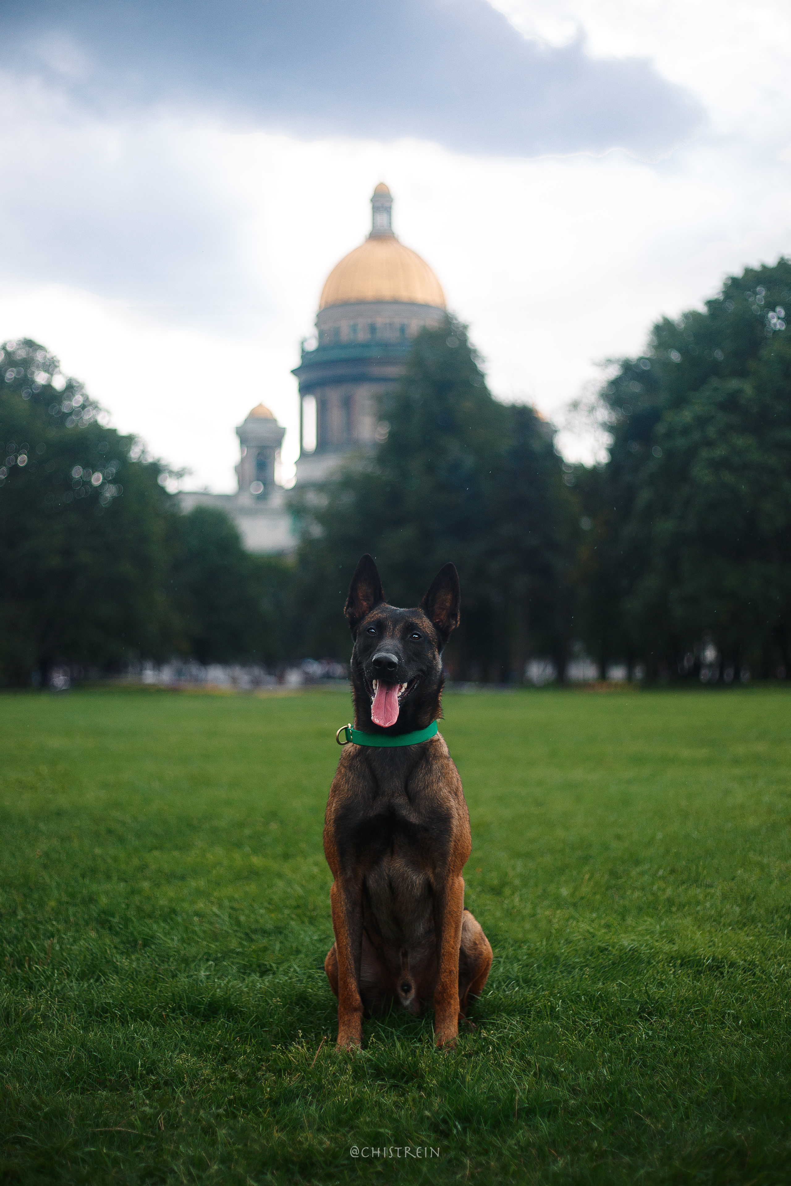 Малинуа Рики. Фотограф-анималист Наталия Чистюхина в г. Сосновый Бор и ЛО