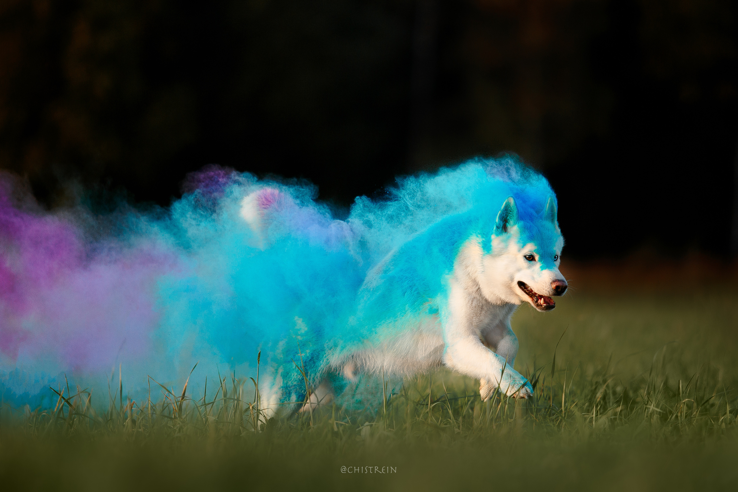 Хаски Гару и холи. Фотограф-анималист Наталия Чистюхина в г. Сосновый Бор и ЛО