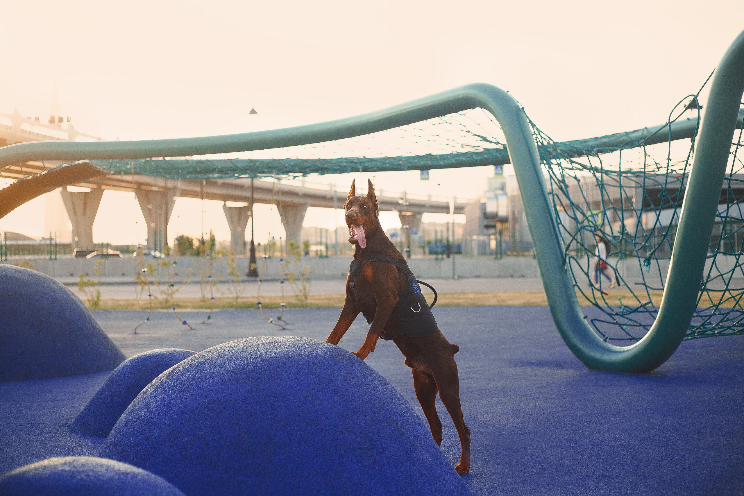 Атлас на Крестовском острове. Фотограф-анималист Наталия Чистюхина в г. Сосновый Бор и ЛО