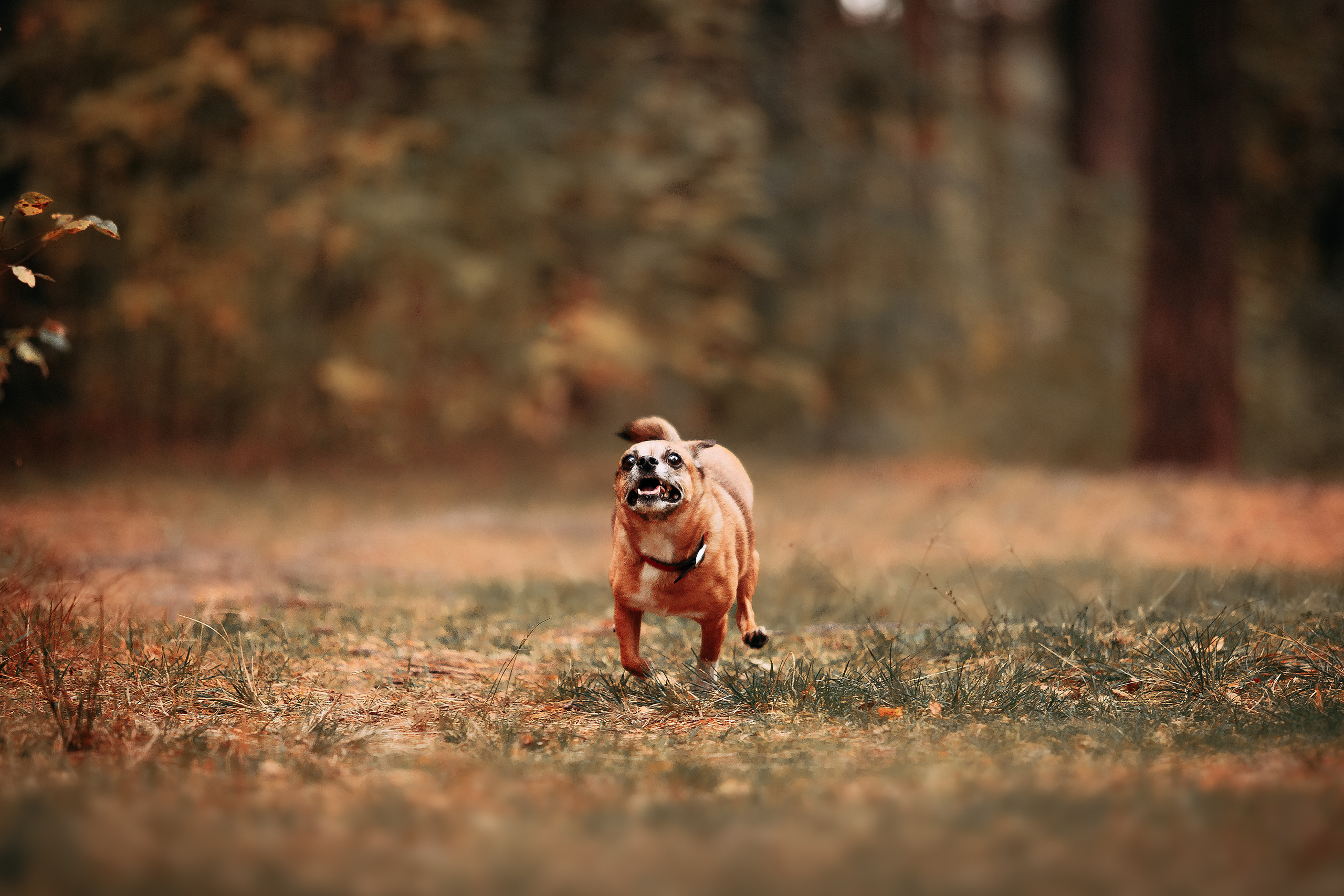 Осенний лес в Сосновом Бору. Фотограф-анималист Наталия Чистюхина в г. Сосновый Бор и ЛО
