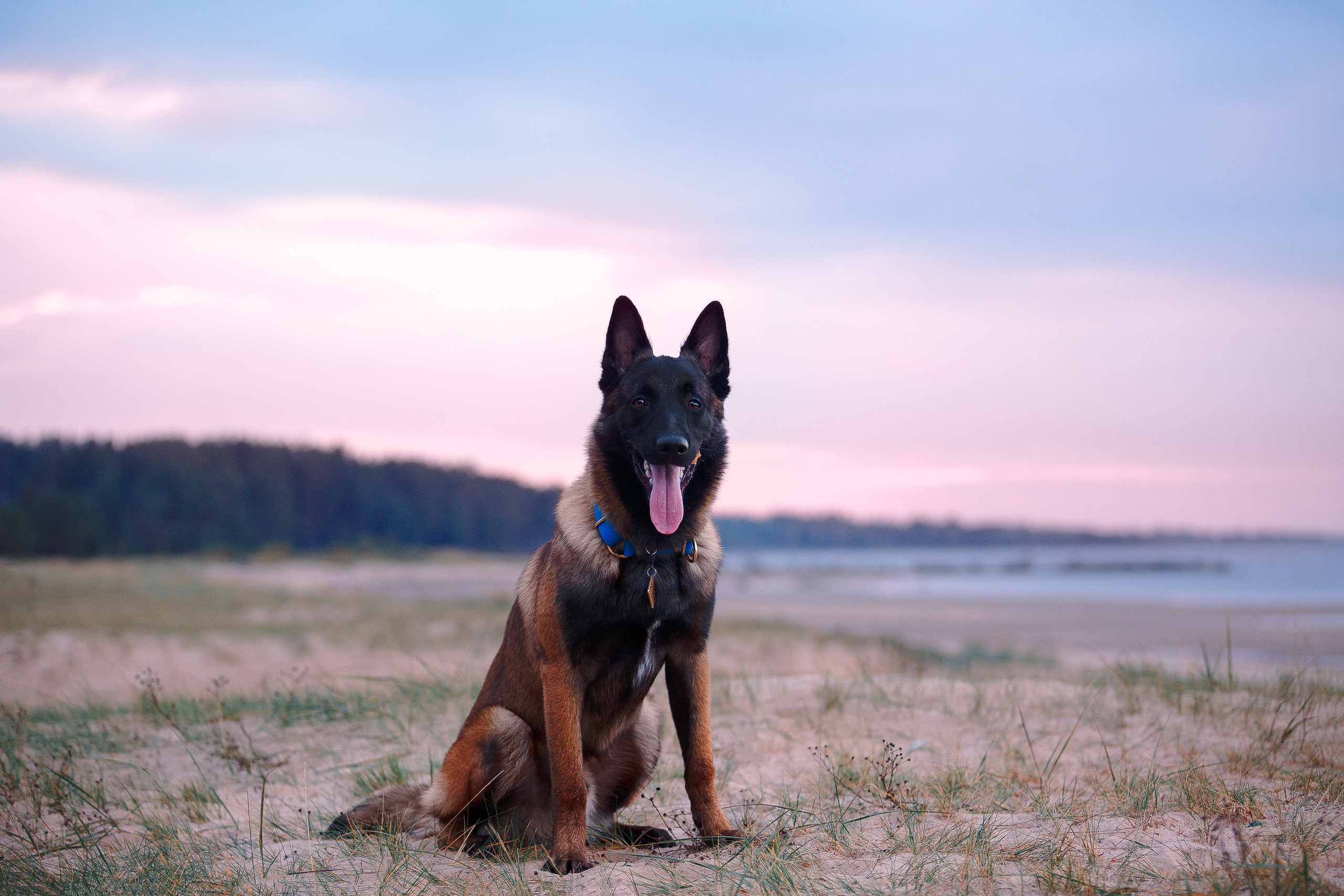 Закат на Финском заливе. Фотограф-анималист Наталия Чистюхина в г. Сосновый Бор и ЛО