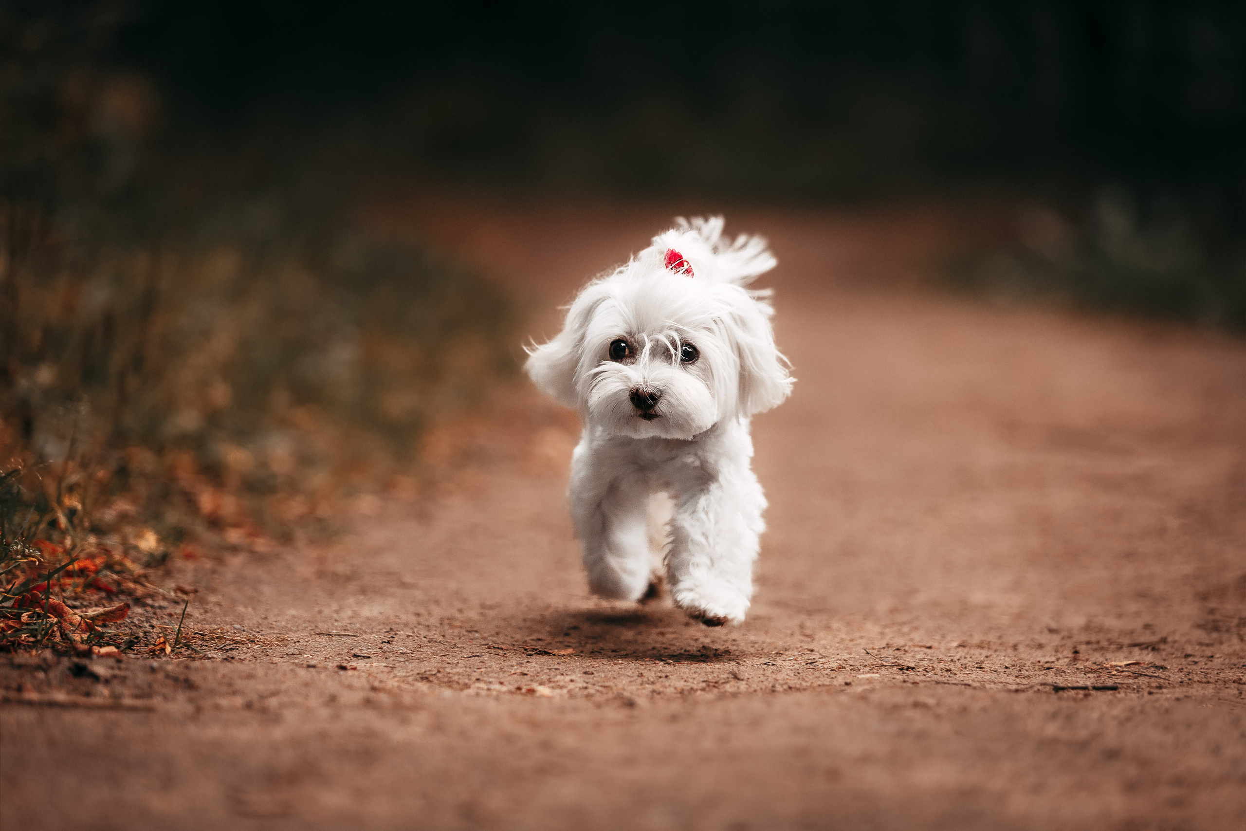 Шуваловский парк. Фотограф-анималист Наталия Чистюхина в г. Сосновый Бор и ЛО