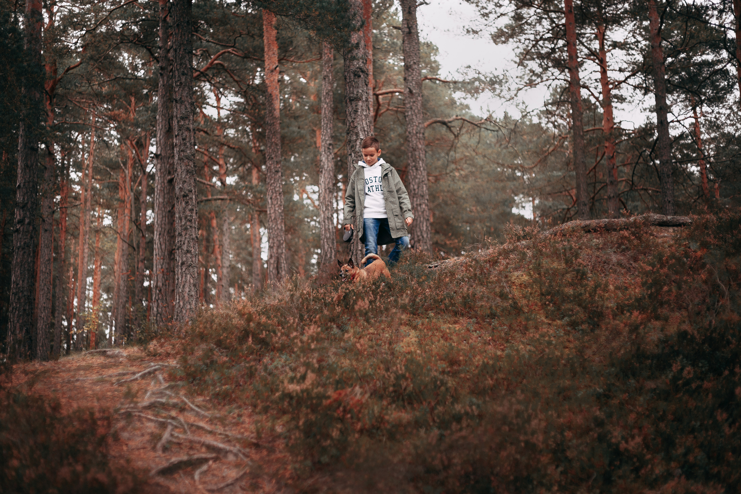 Осенний лес в Сосновом Бору. Фотограф-анималист Наталия Чистюхина в г. Сосновый Бор и ЛО