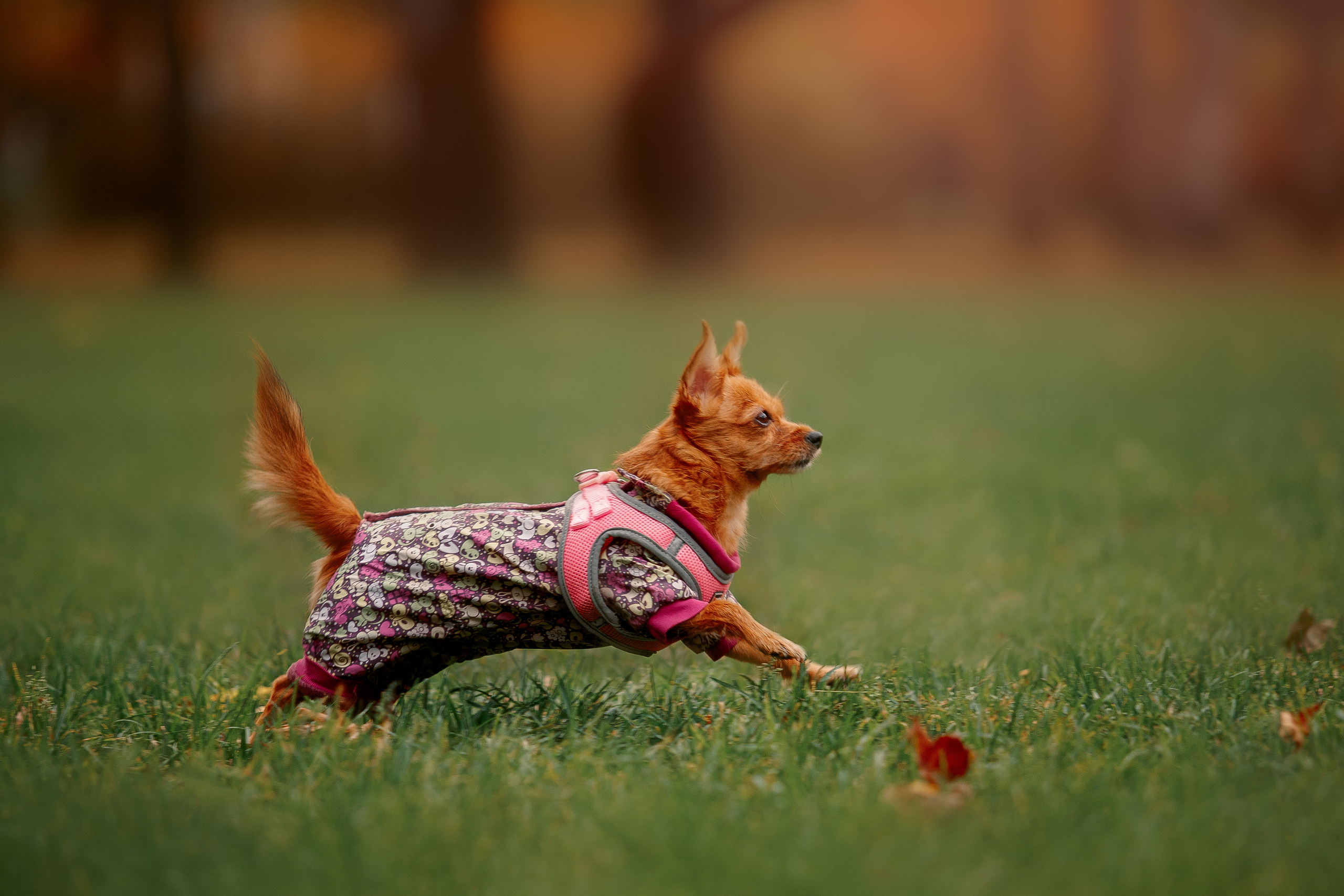 Таврический сад осенью. Фотограф-анималист Наталия Чистюхина в г. Сосновый Бор и ЛО