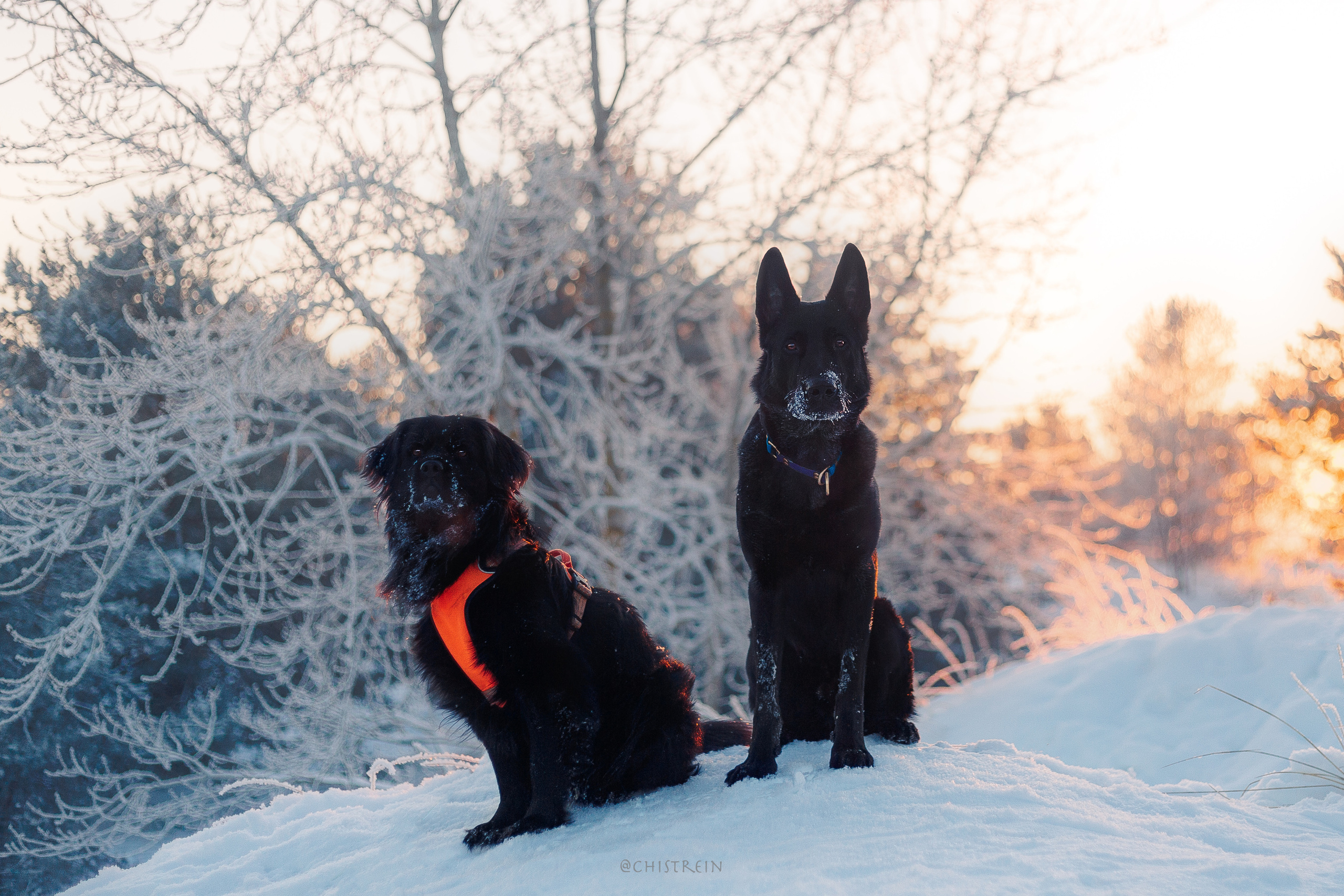 Модя. Закат на Финском заливе. Фотограф-анималист Наталия Чистюхина в г. Сосновый Бор и ЛО