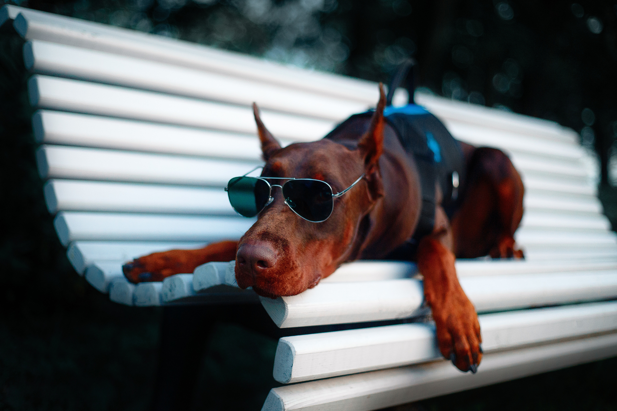 Атлас на Крестовском острове. Фотограф-анималист Наталия Чистюхина в г. Сосновый Бор и ЛО
