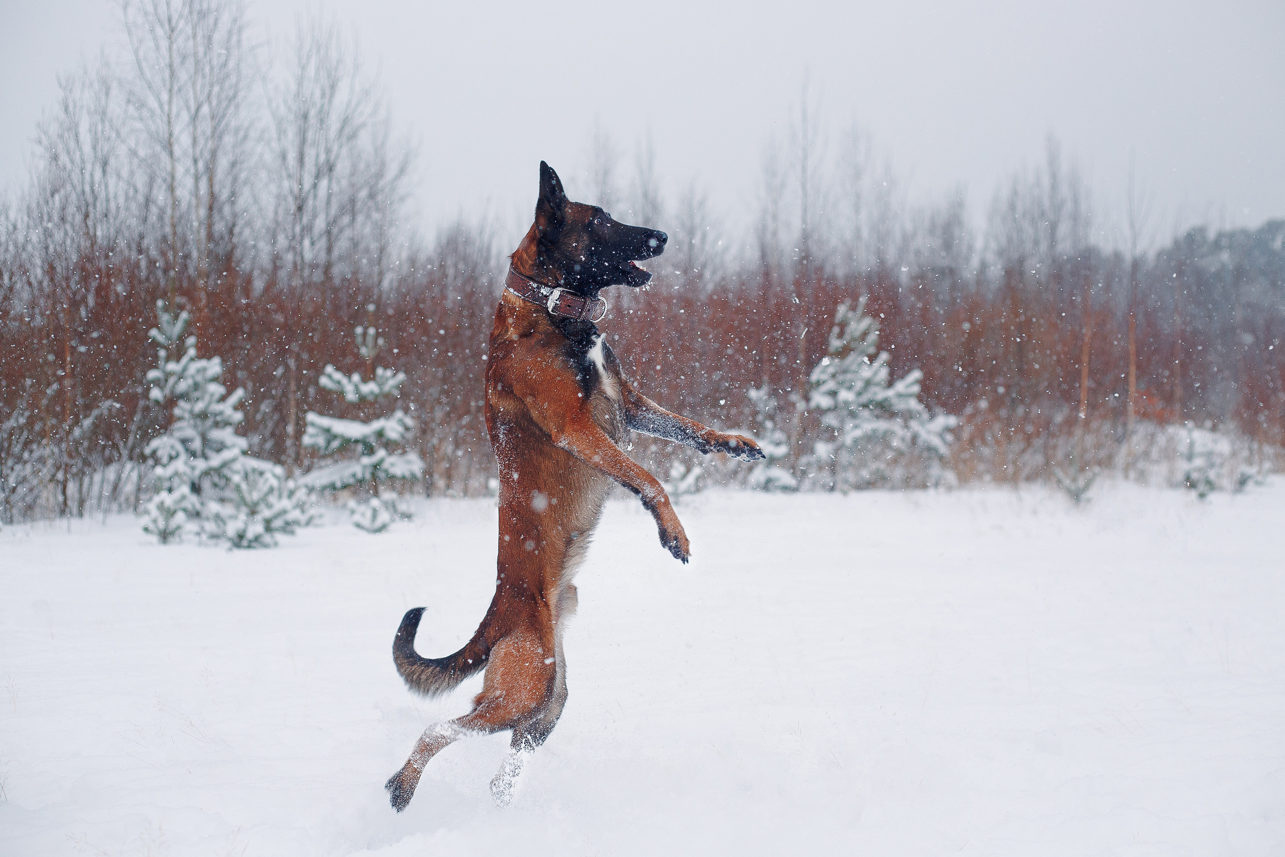 Зима и малинуа. Фотограф-анималист Наталия Чистюхина в г. Сосновый Бор и ЛО