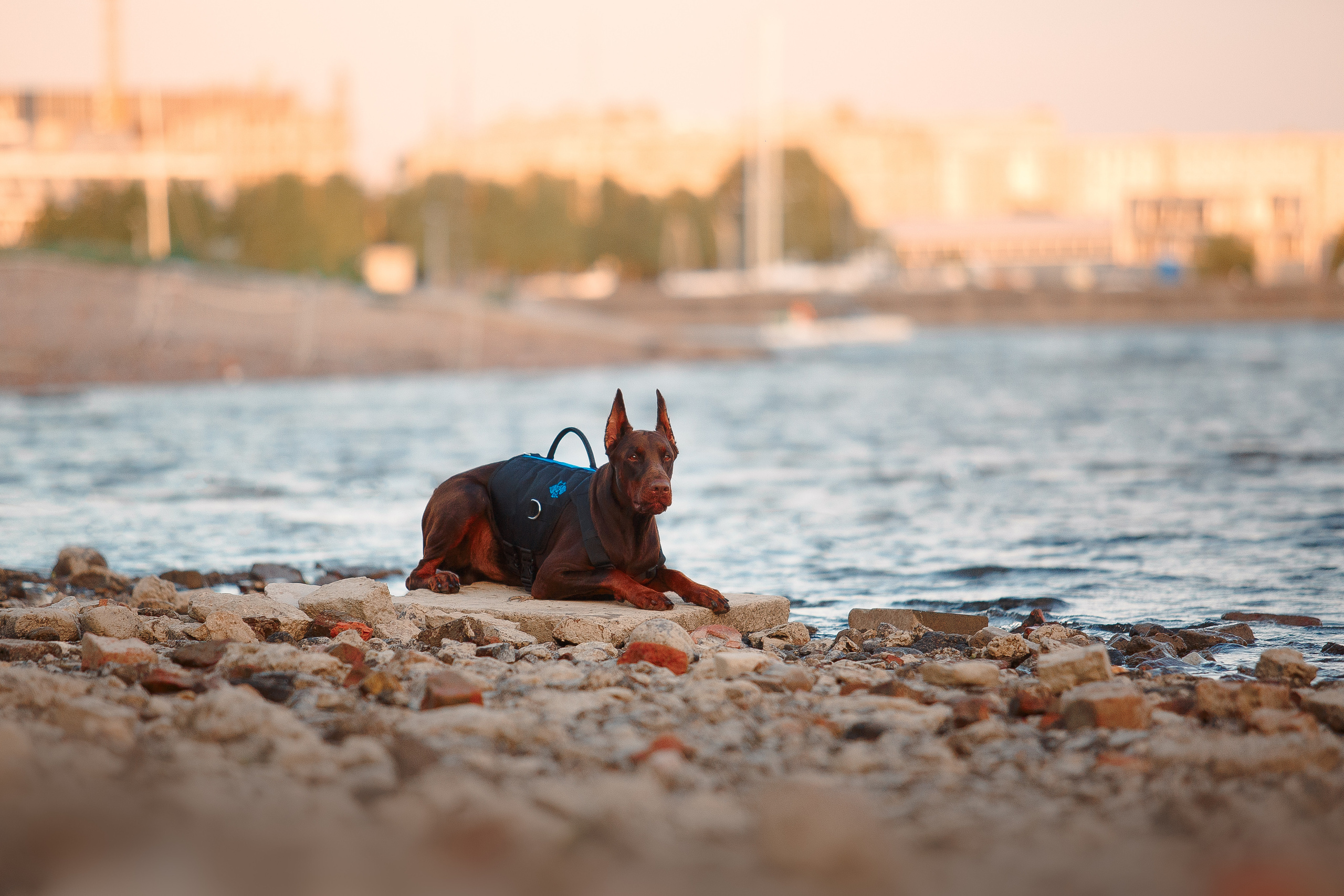 Атлас на Крестовском острове. Фотограф-анималист Наталия Чистюхина в г. Сосновый Бор и ЛО