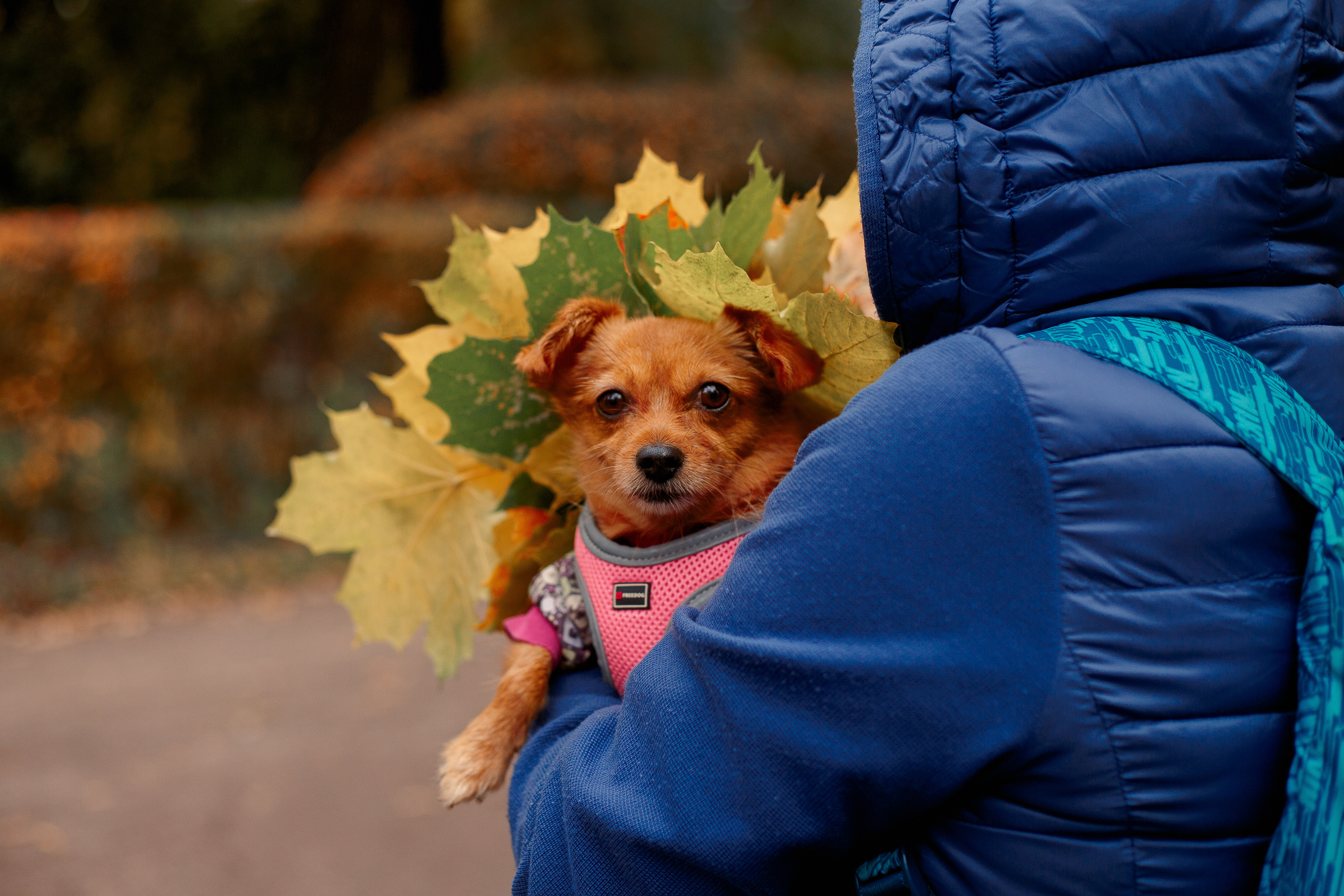 Таврический сад осенью. Фотограф-анималист Наталия Чистюхина в г. Сосновый Бор и ЛО