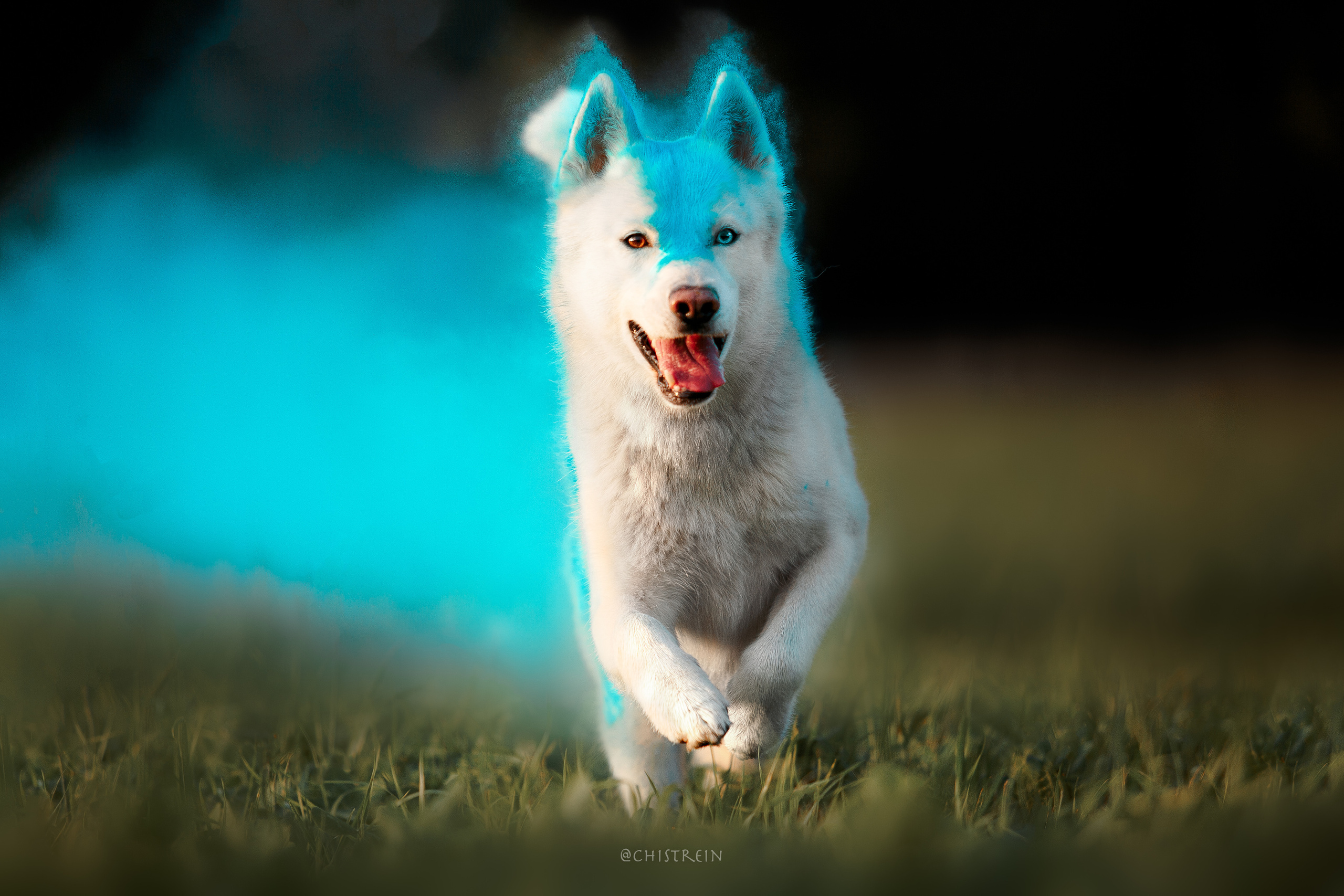 Хаски Гару и холи. Фотограф-анималист Наталия Чистюхина в г. Сосновый Бор и ЛО