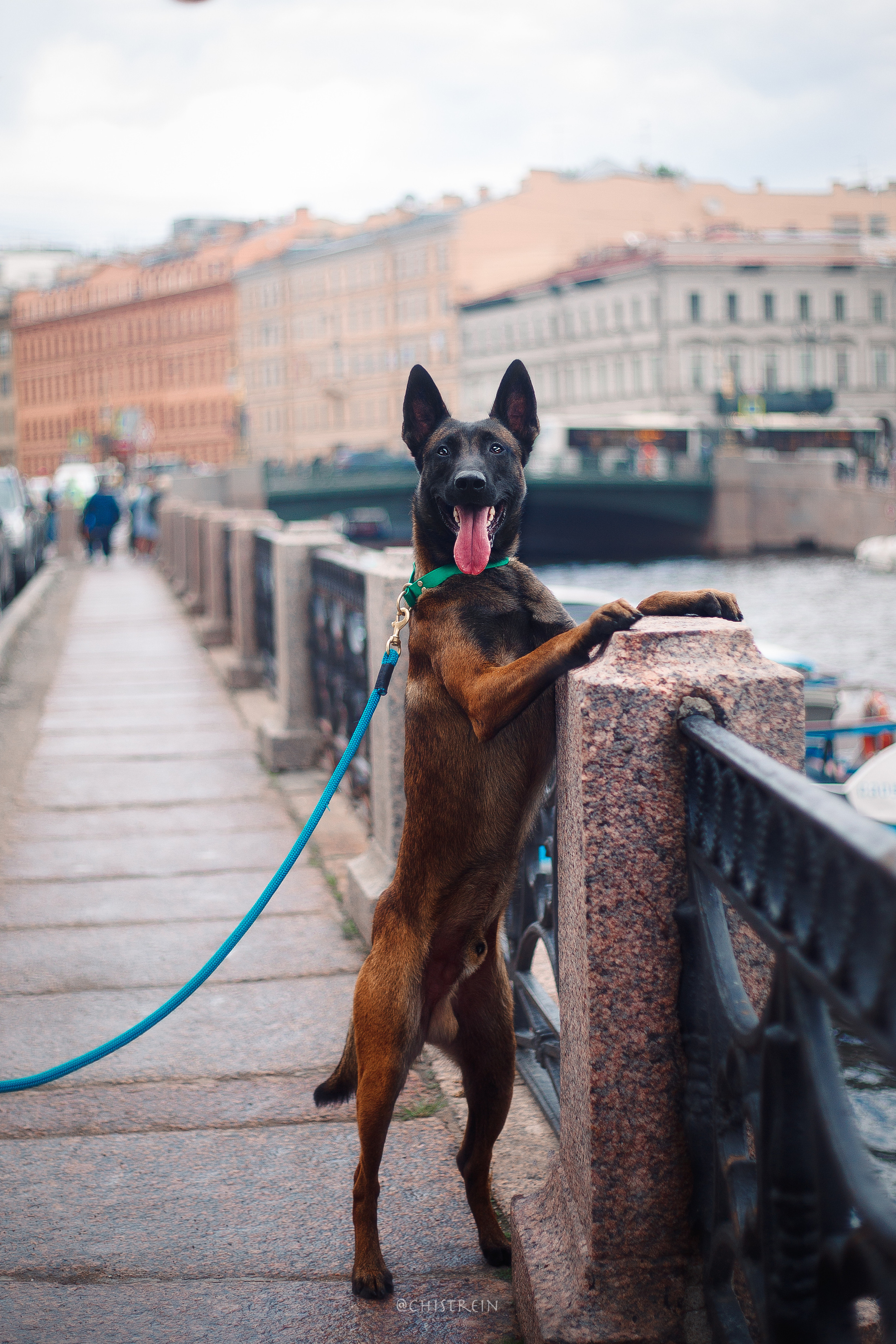 Малинуа Рики. Фотограф-анималист Наталия Чистюхина в г. Сосновый Бор и ЛО