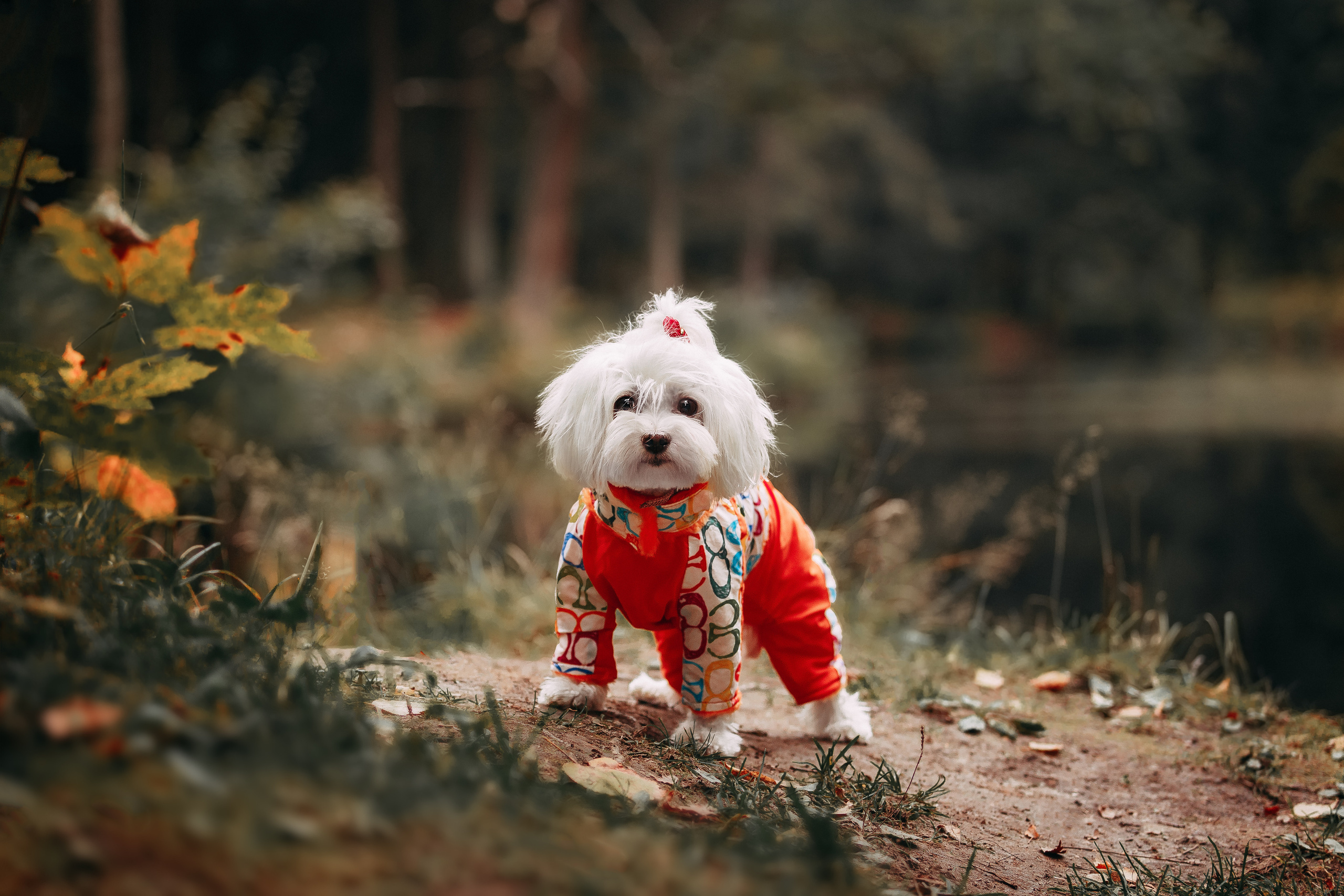 Шуваловский парк. Фотограф-анималист Наталия Чистюхина в г. Сосновый Бор и ЛО