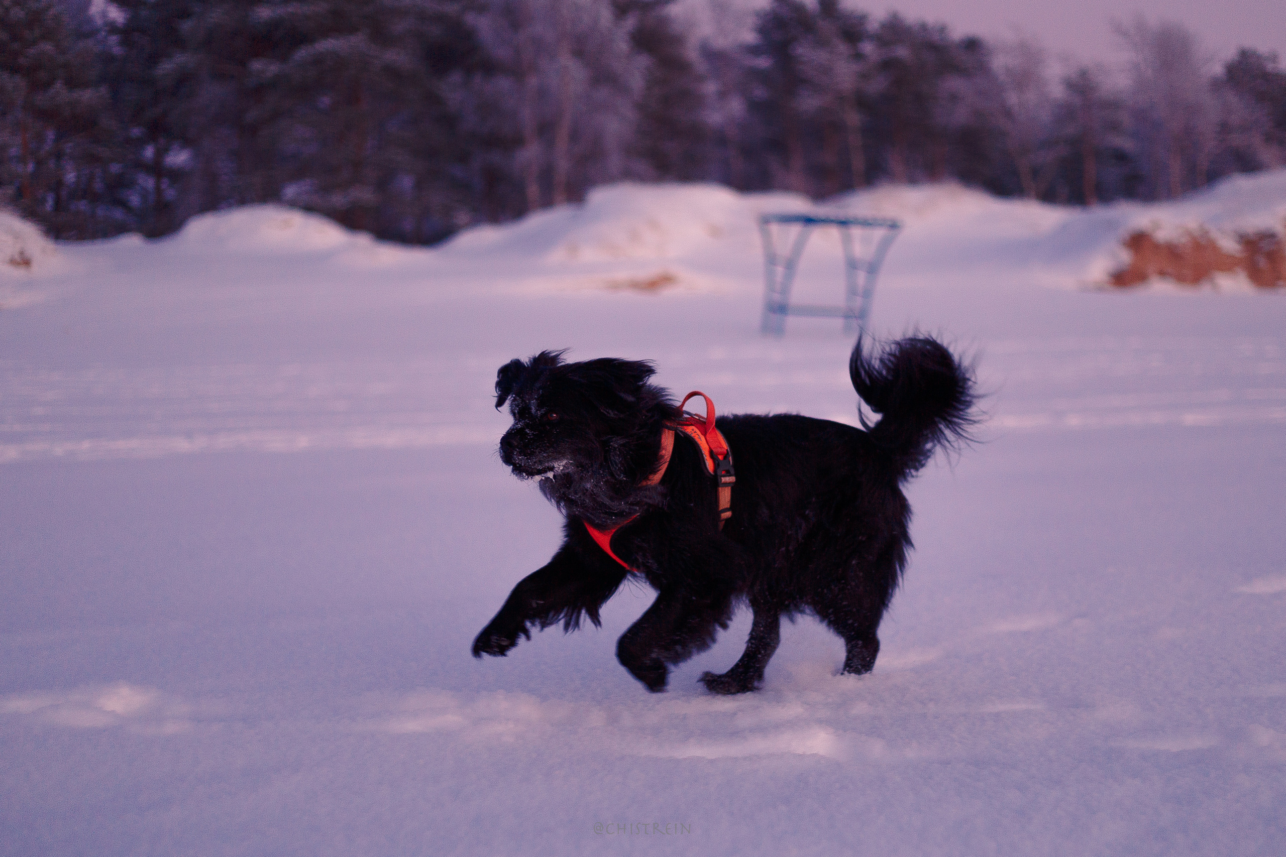 Модя. Закат на Финском заливе. Фотограф-анималист Наталия Чистюхина в г. Сосновый Бор и ЛО