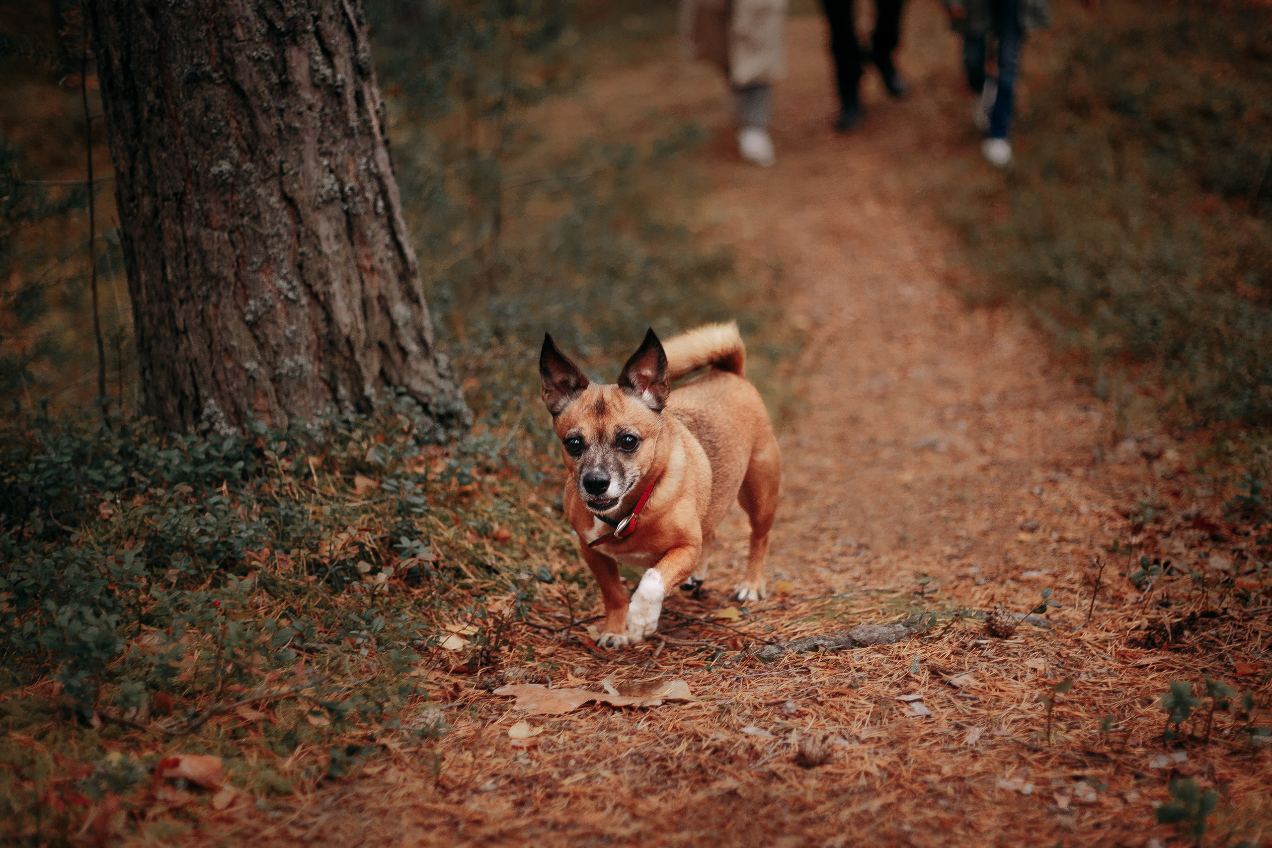 Осенний лес в Сосновом Бору. Фотограф-анималист Наталия Чистюхина в г. Сосновый Бор и ЛО