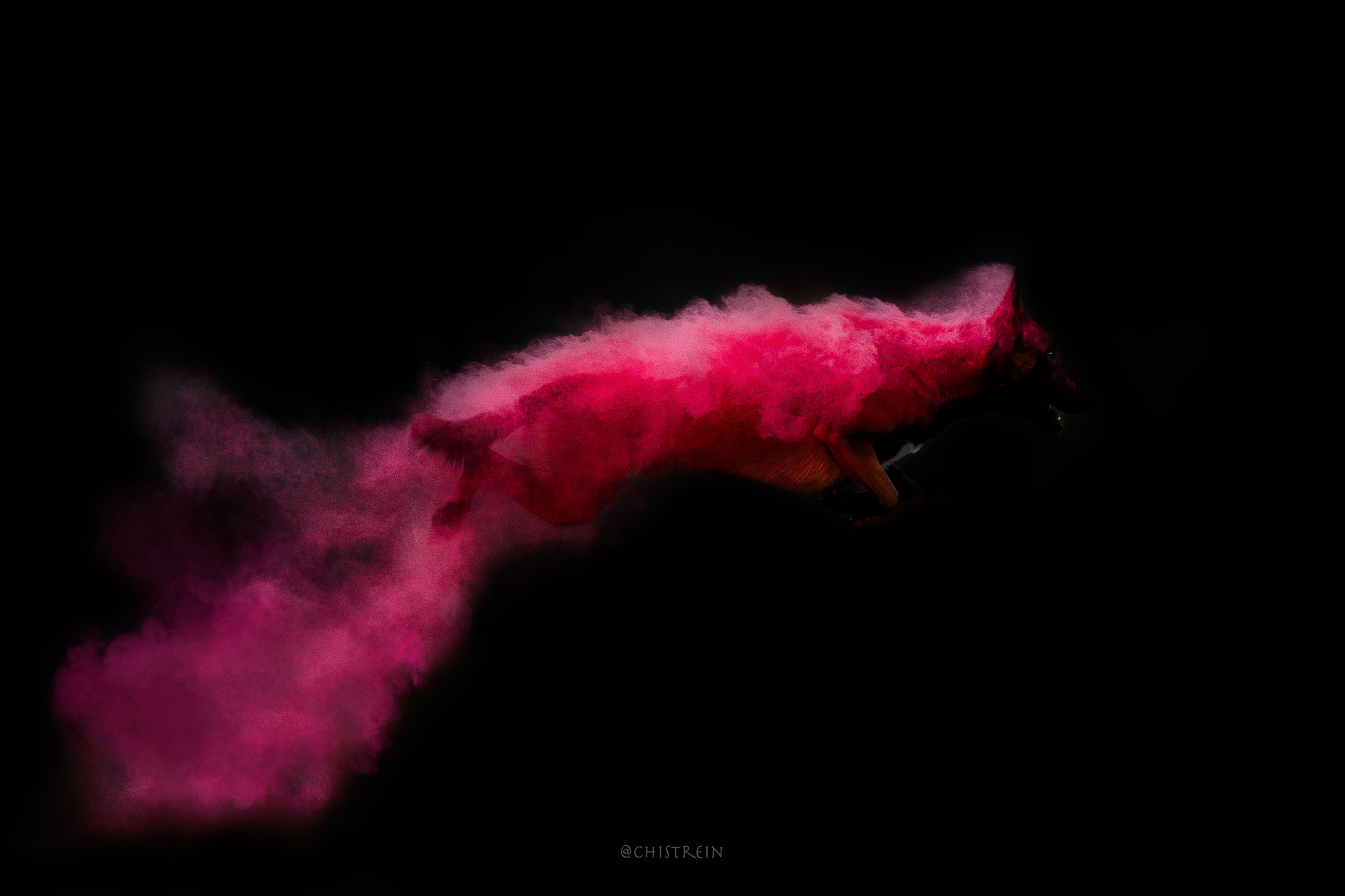 Краски холи. Малинуа Раш. Фотограф-анималист Наталия Чистюхина в г. Сосновый Бор и ЛО