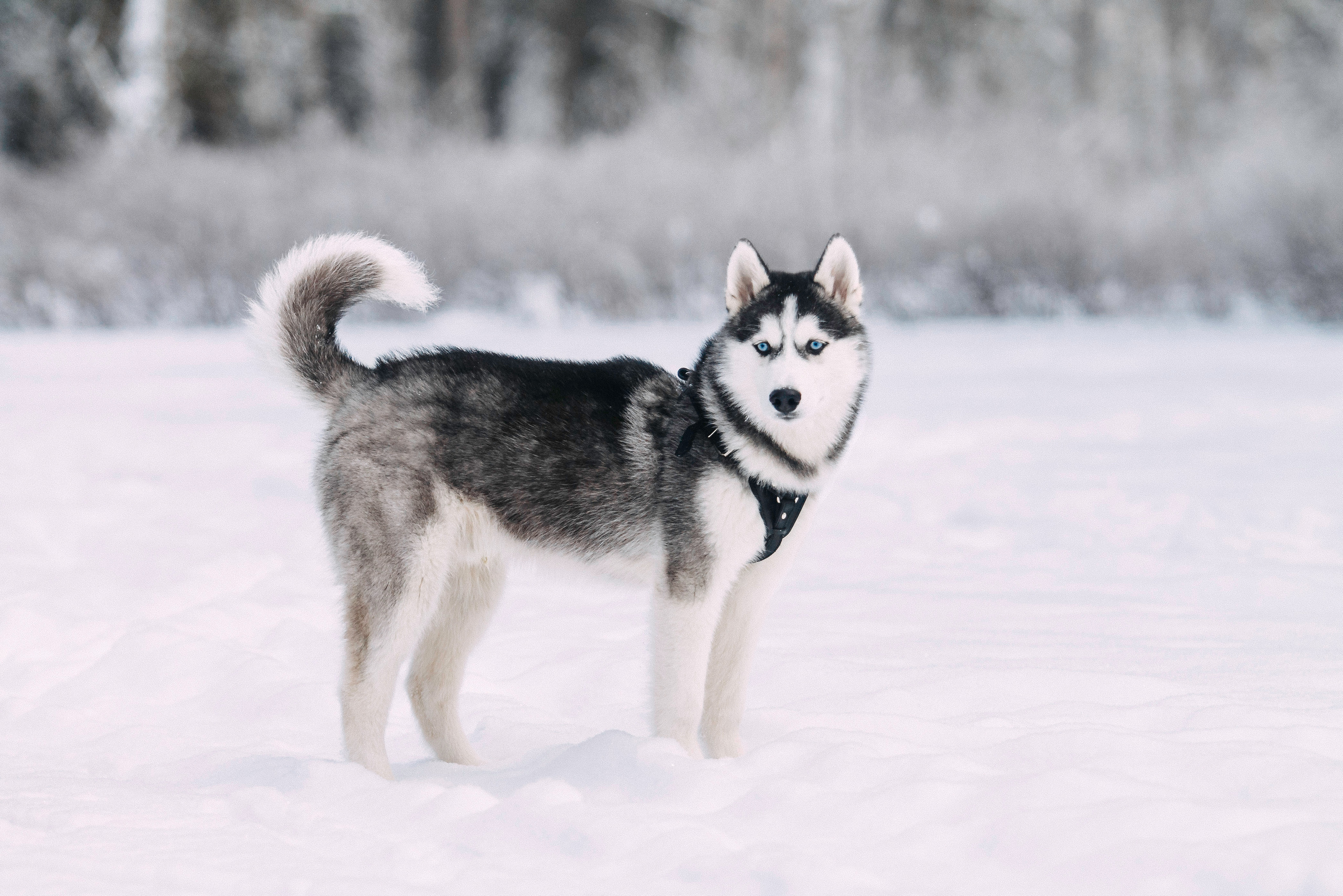 Щенок хаски Плуто. Фотограф-анималист Наталия Чистюхина в г. Сосновый Бор и ЛО