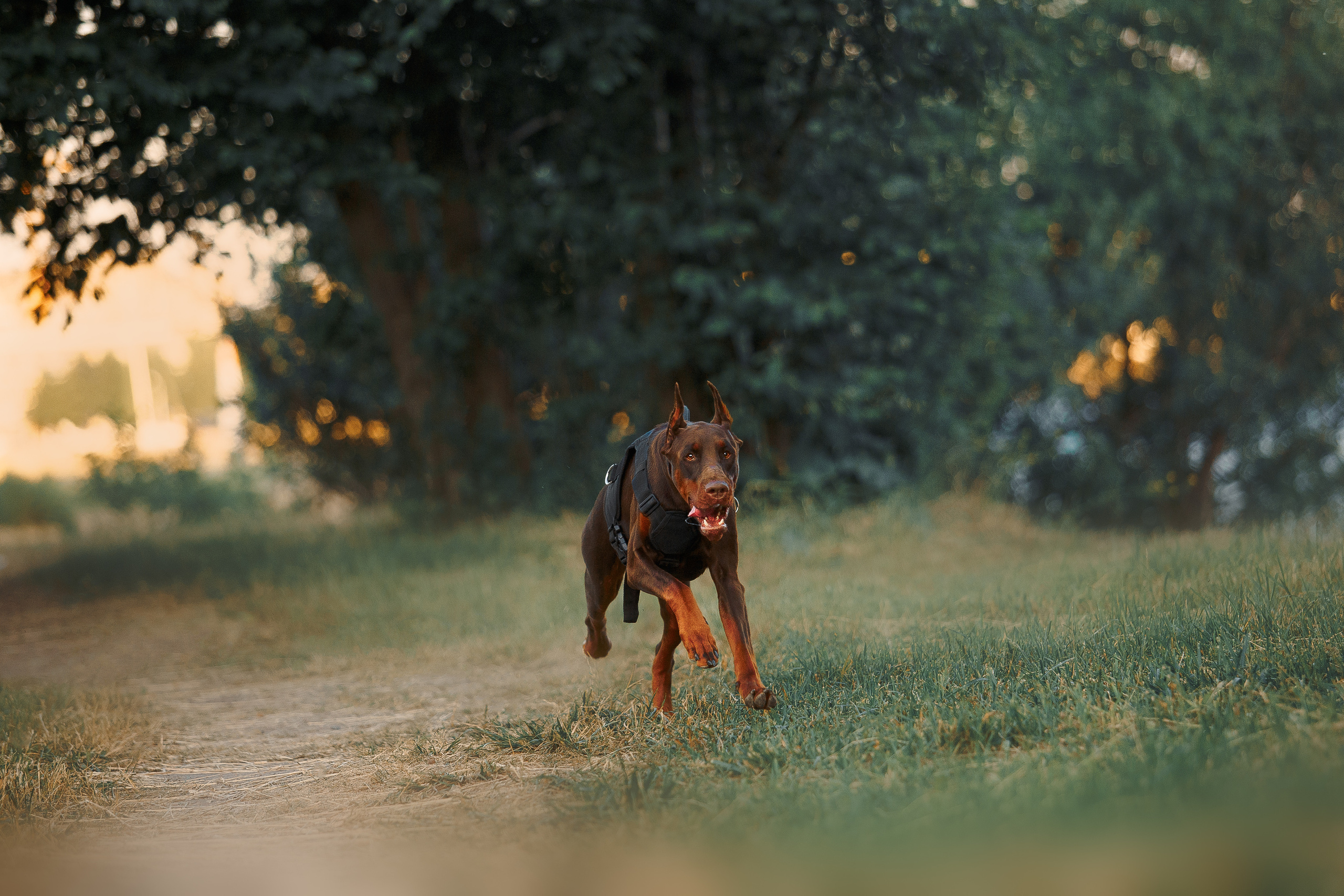 Атлас на Крестовском острове. Фотограф-анималист Наталия Чистюхина в г. Сосновый Бор и ЛО