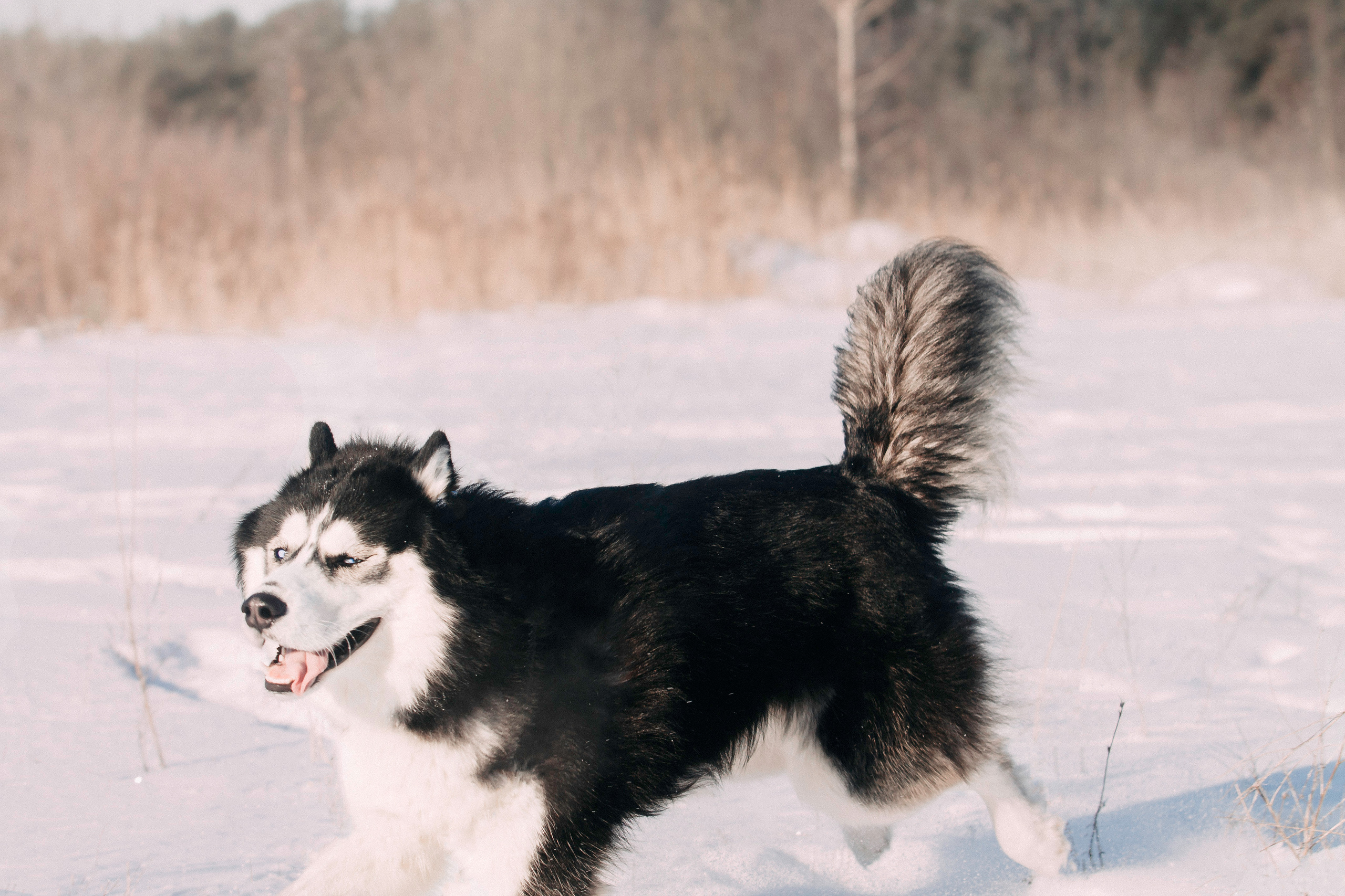 После ЗАГСА. Фотограф-анималист Наталия Чистюхина в г. Сосновый Бор и ЛО