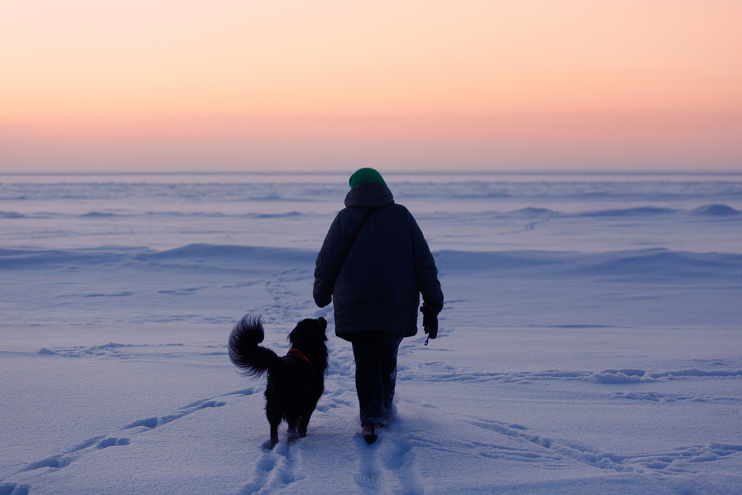 Модя. Закат на Финском заливе. Фотограф-анималист Наталия Чистюхина в г. Сосновый Бор и ЛО