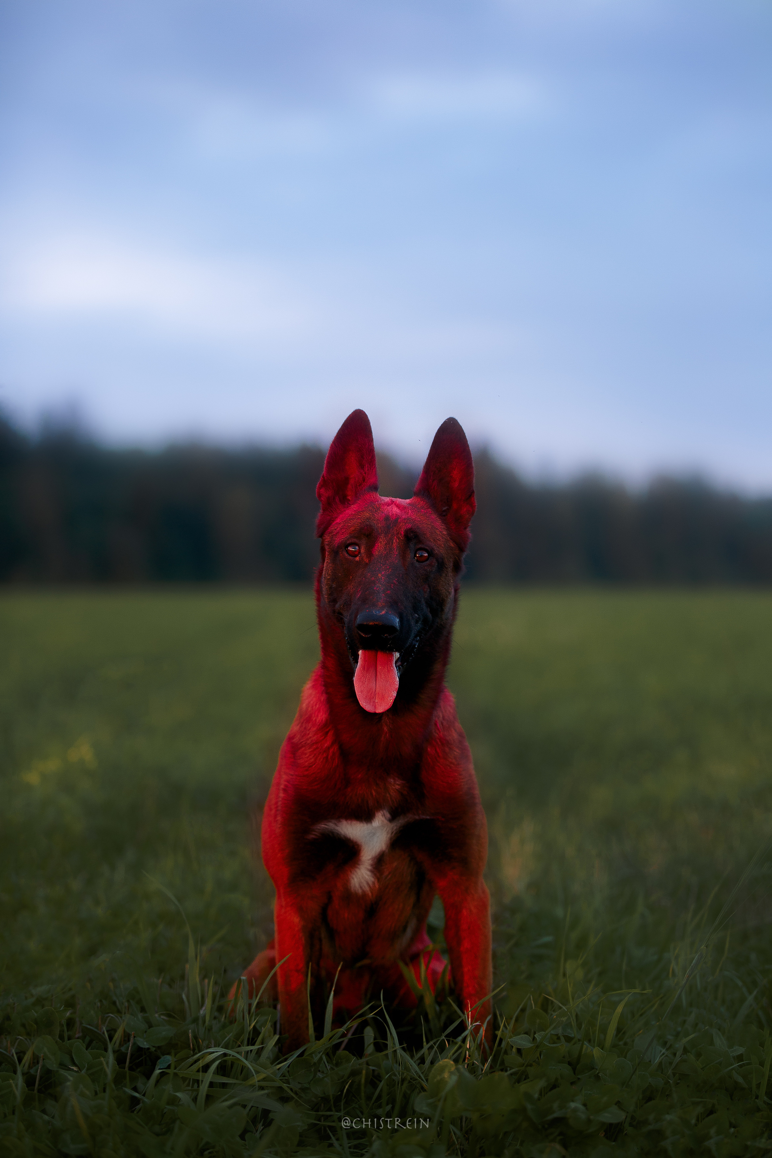 Краски холи. Малинуа Раш. Фотограф-анималист Наталия Чистюхина в г. Сосновый Бор и ЛО