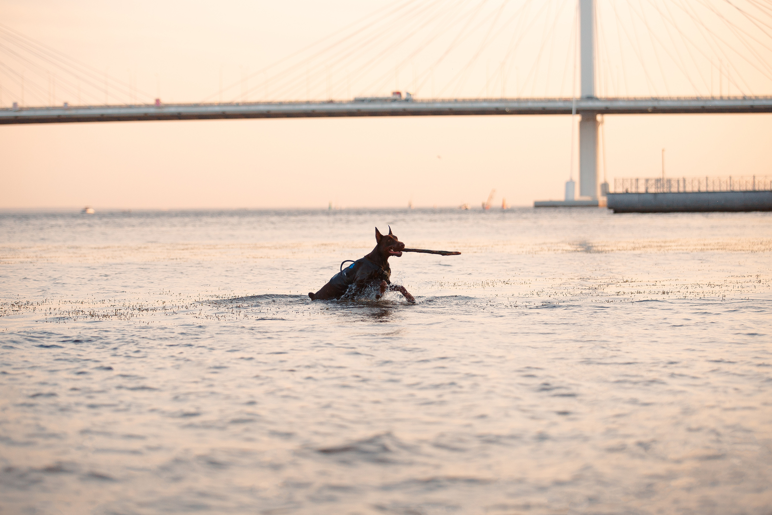 Атлас на Крестовском острове. Фотограф-анималист Наталия Чистюхина в г. Сосновый Бор и ЛО