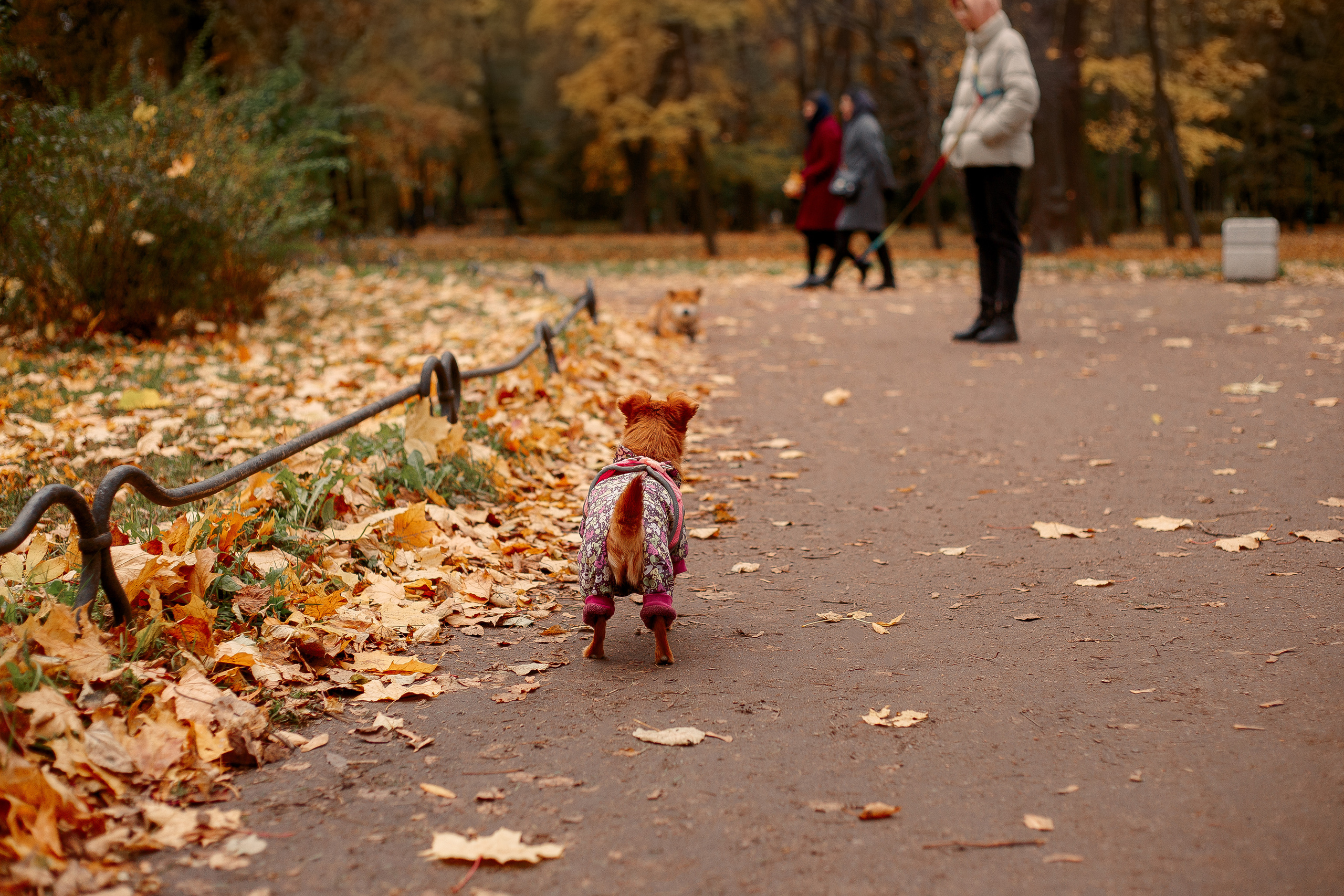 Таврический сад осенью. Фотограф-анималист Наталия Чистюхина в г. Сосновый Бор и ЛО