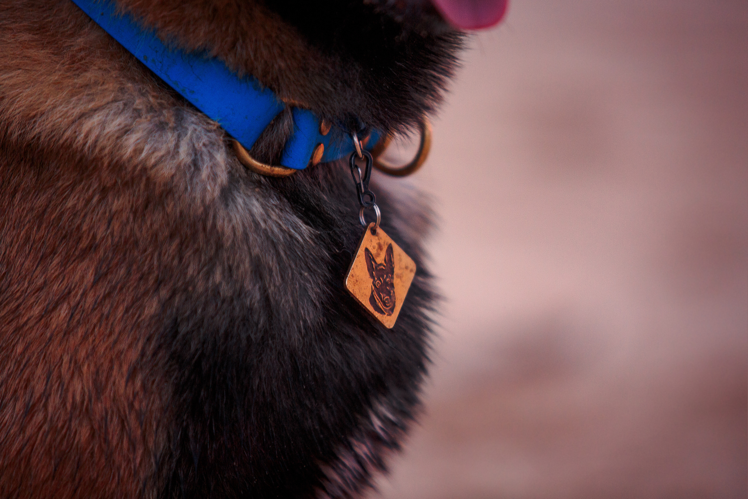 Закат на Финском заливе. Фотограф-анималист Наталия Чистюхина в г. Сосновый Бор и ЛО