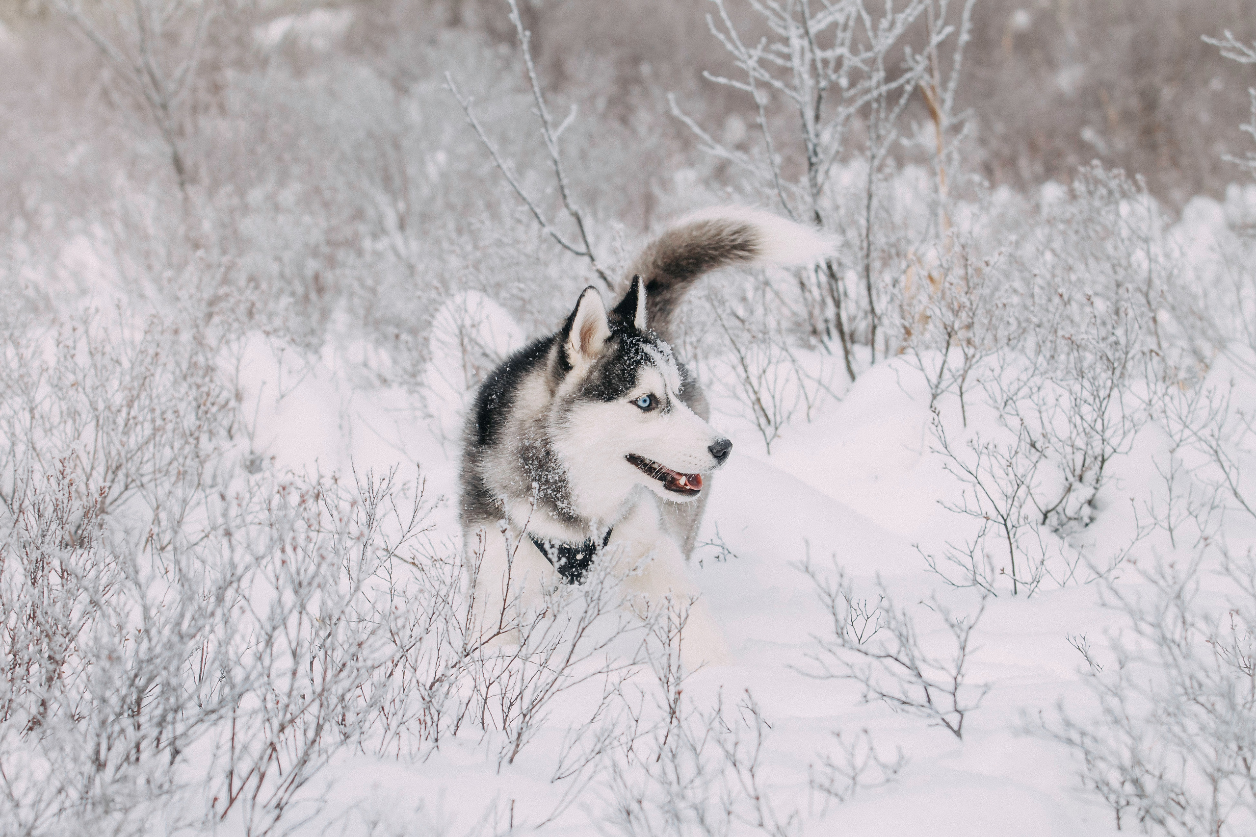 Щенок хаски Плуто. Фотограф-анималист Наталия Чистюхина в г. Сосновый Бор и ЛО
