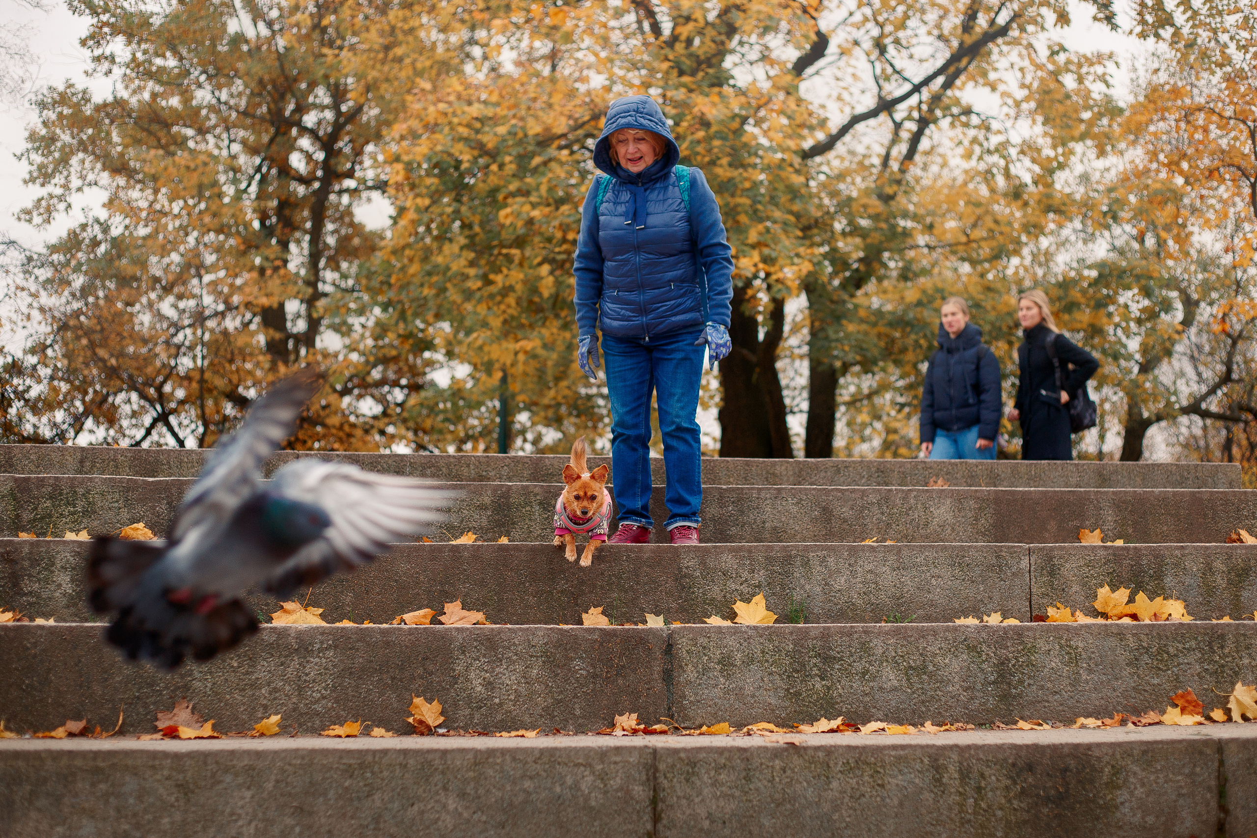 Таврический сад осенью. Фотограф-анималист Наталия Чистюхина в г. Сосновый Бор и ЛО
