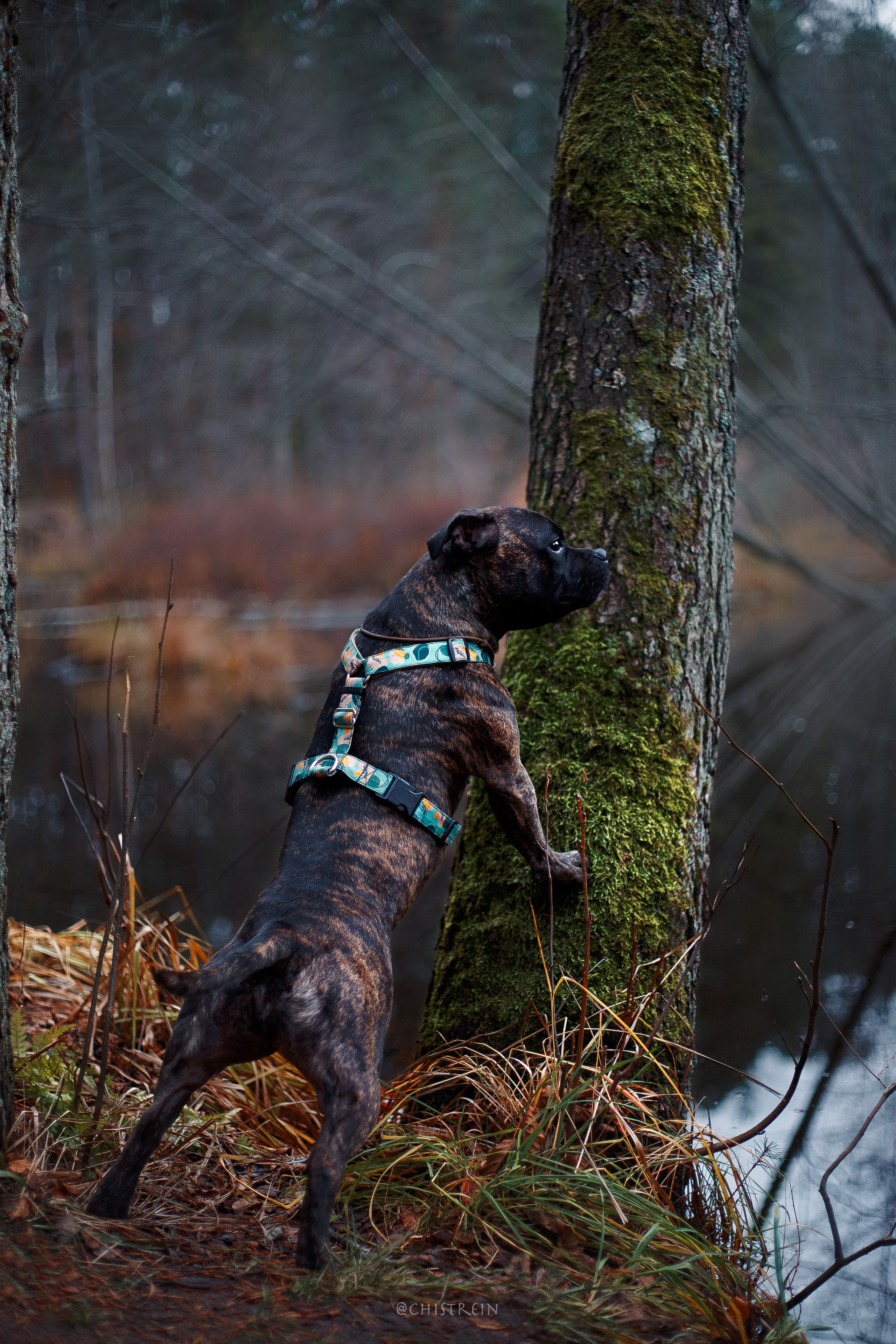 Стаффбуль Рубина. Фотограф-анималист Наталия Чистюхина в г. Сосновый Бор и ЛО
