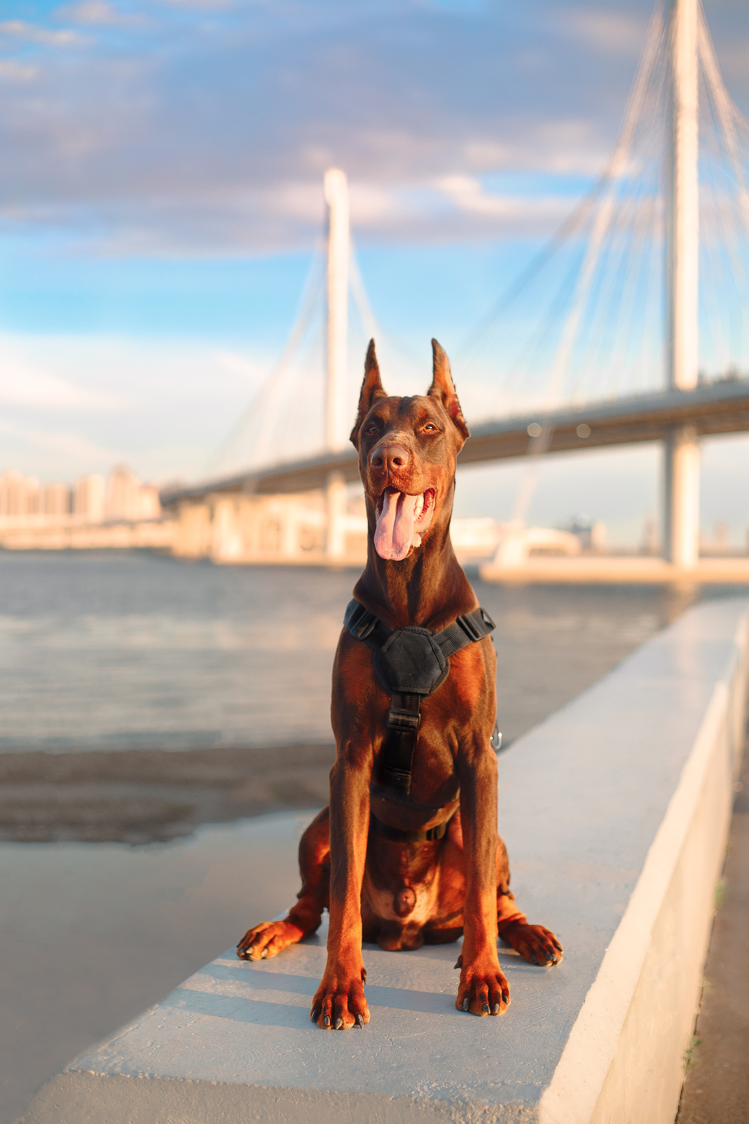Атлас на Крестовском острове. Фотограф-анималист Наталия Чистюхина в г. Сосновый Бор и ЛО