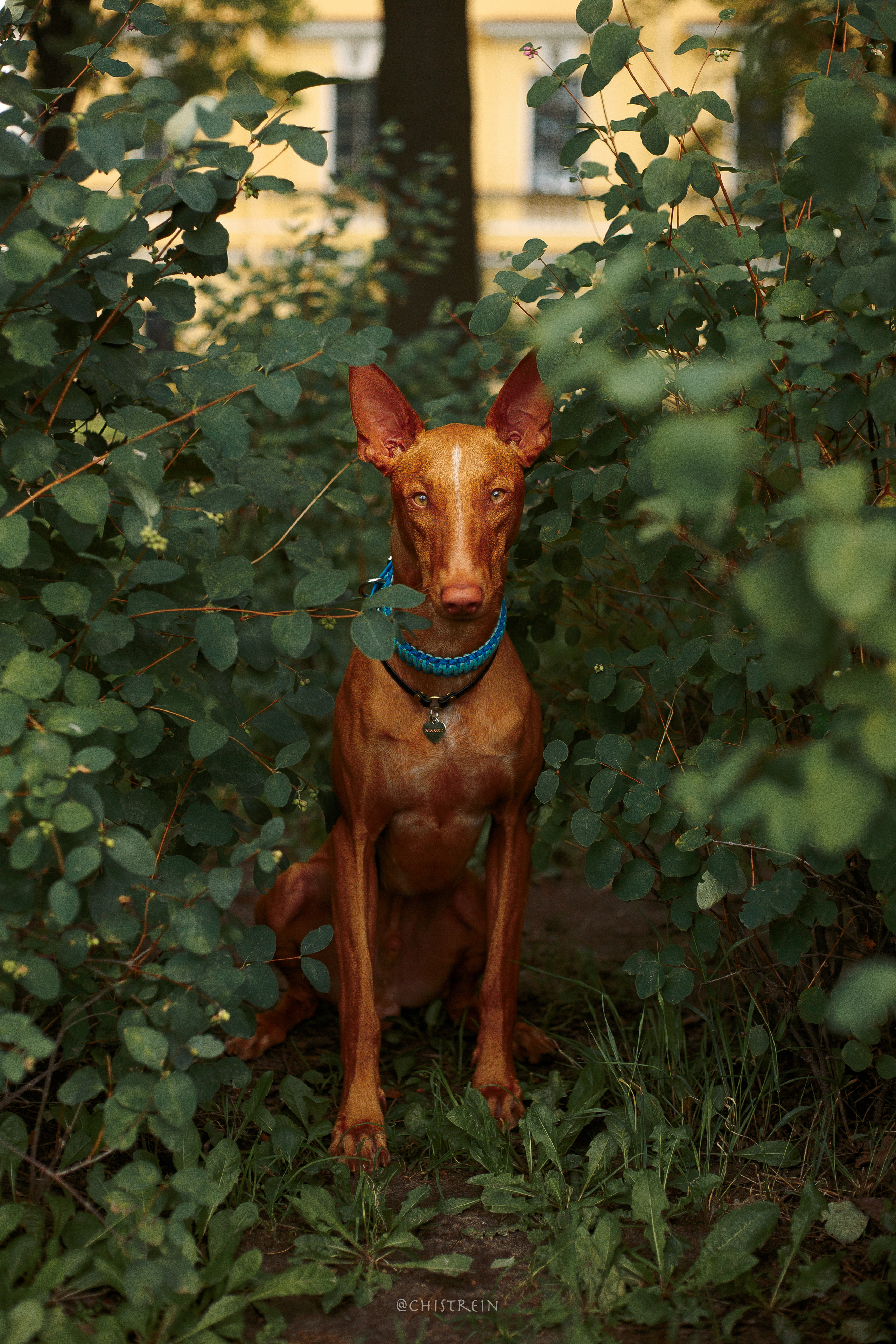 Арина и Гриффин в центре Питера. Фотограф-анималист Наталия Чистюхина в г. Сосновый Бор и ЛО
