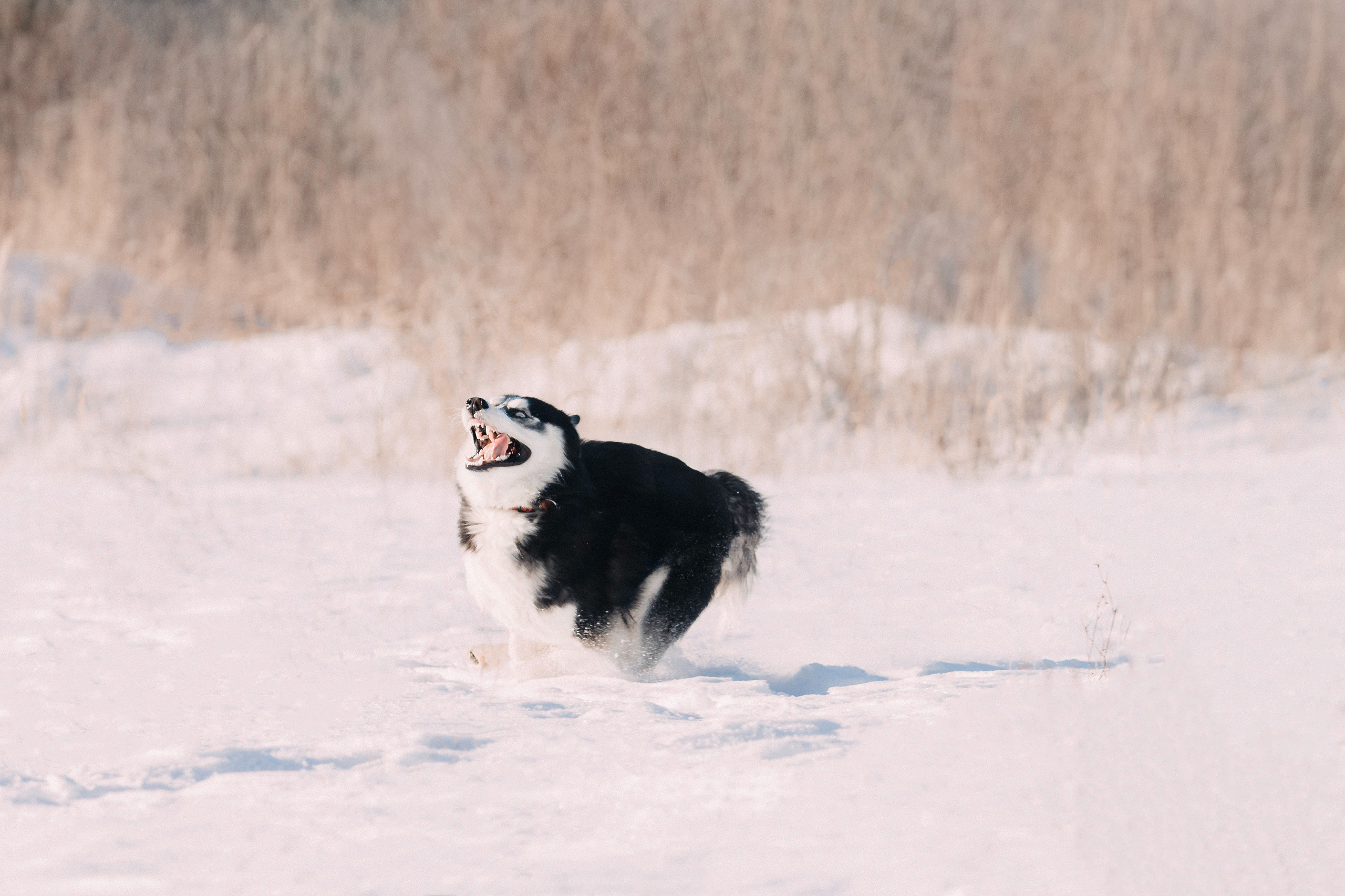 После ЗАГСА. Фотограф-анималист Наталия Чистюхина в г. Сосновый Бор и ЛО