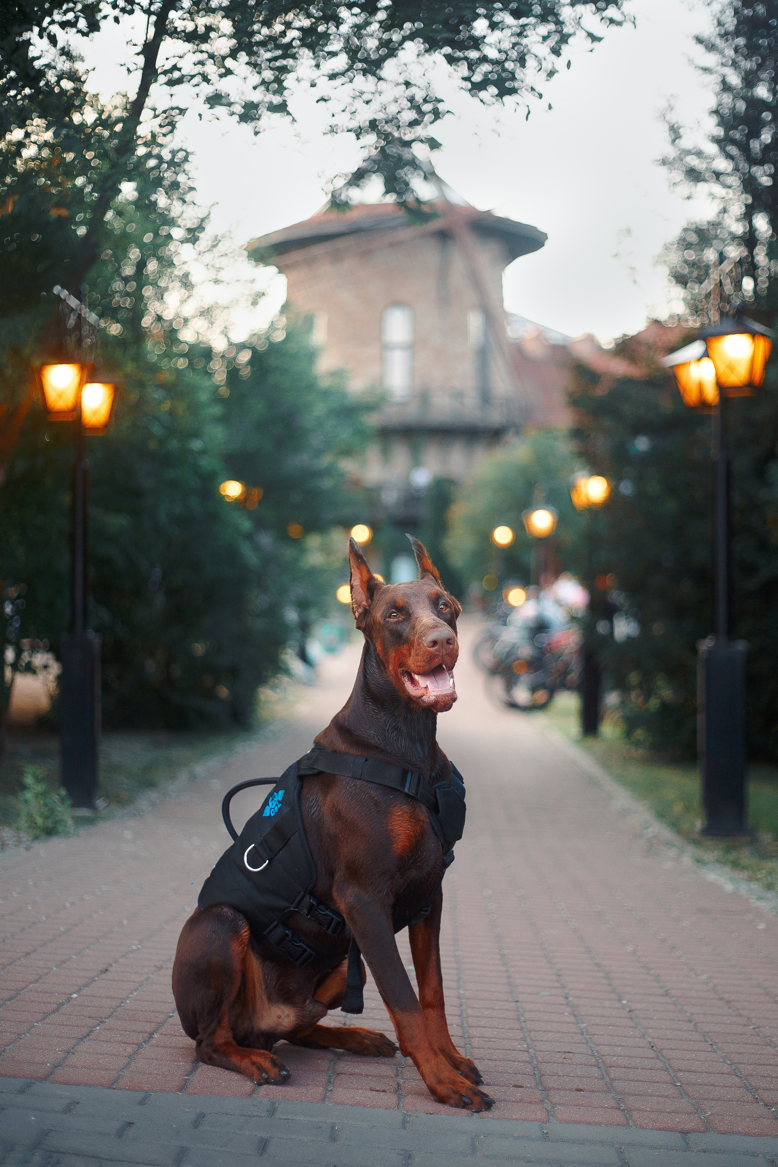 Атлас на Крестовском острове. Фотограф-анималист Наталия Чистюхина в г. Сосновый Бор и ЛО