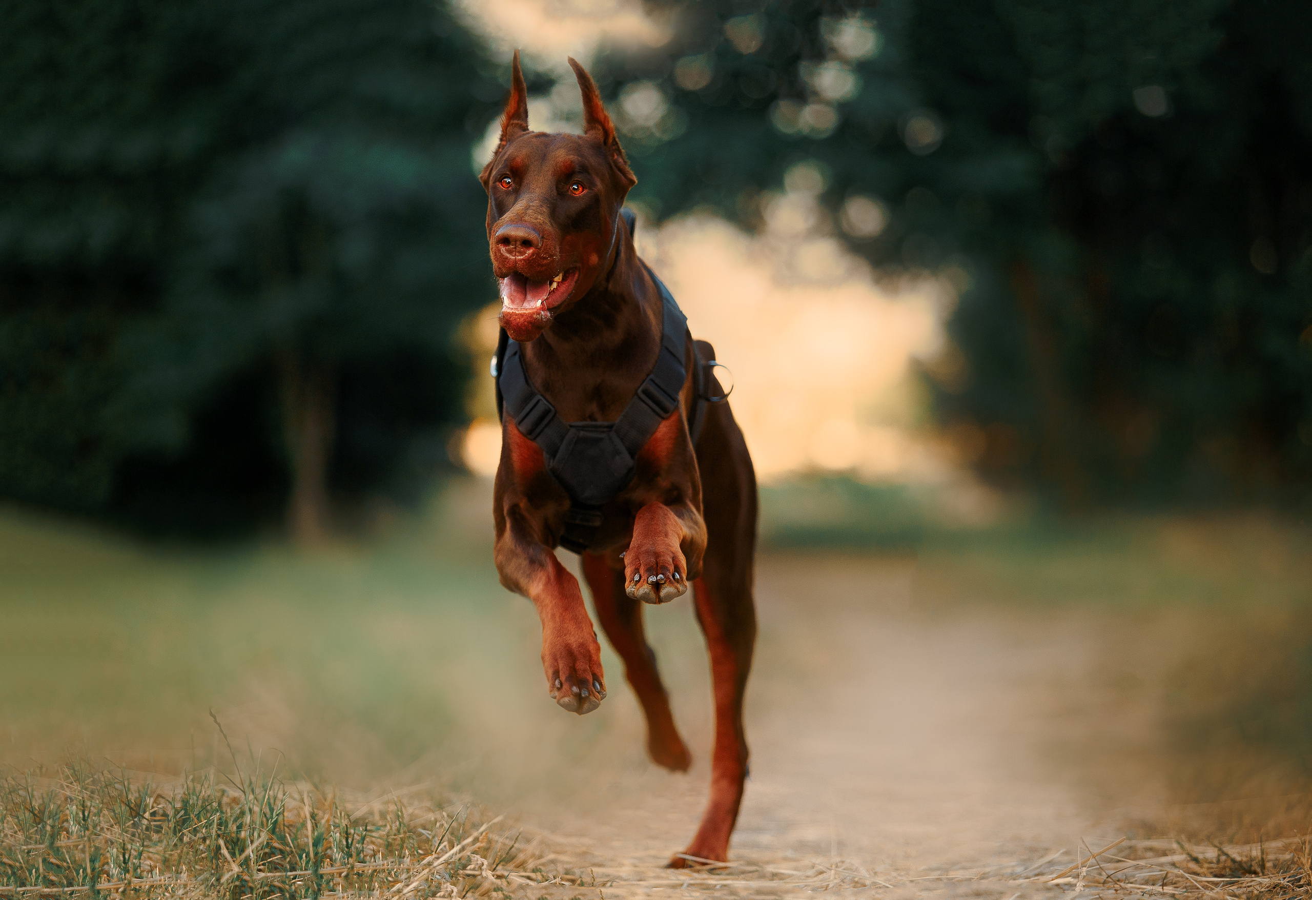 Атлас на Крестовском острове. Фотограф-анималист Наталия Чистюхина в г. Сосновый Бор и ЛО