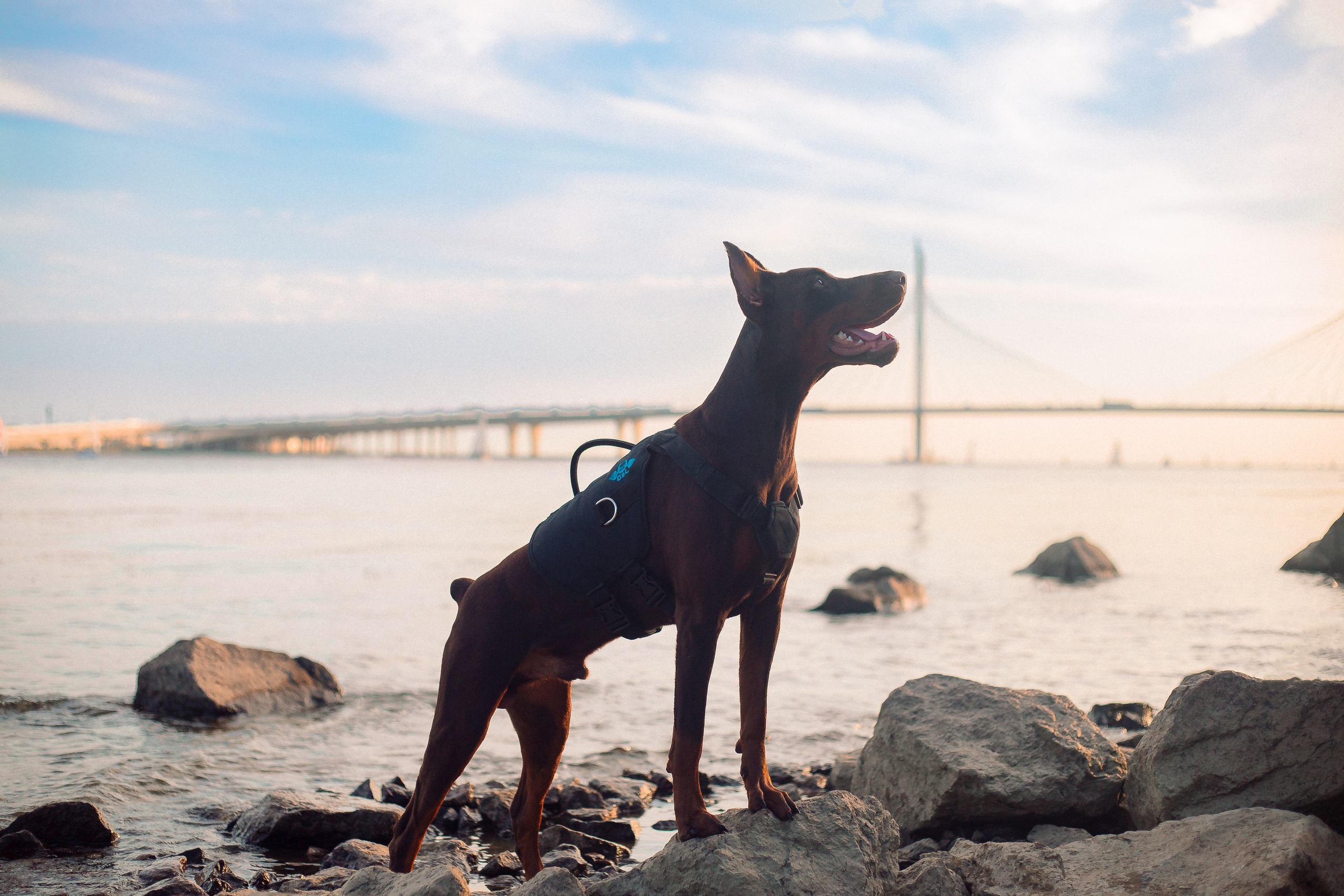 Атлас на Крестовском острове. Фотограф-анималист Наталия Чистюхина в г. Сосновый Бор и ЛО