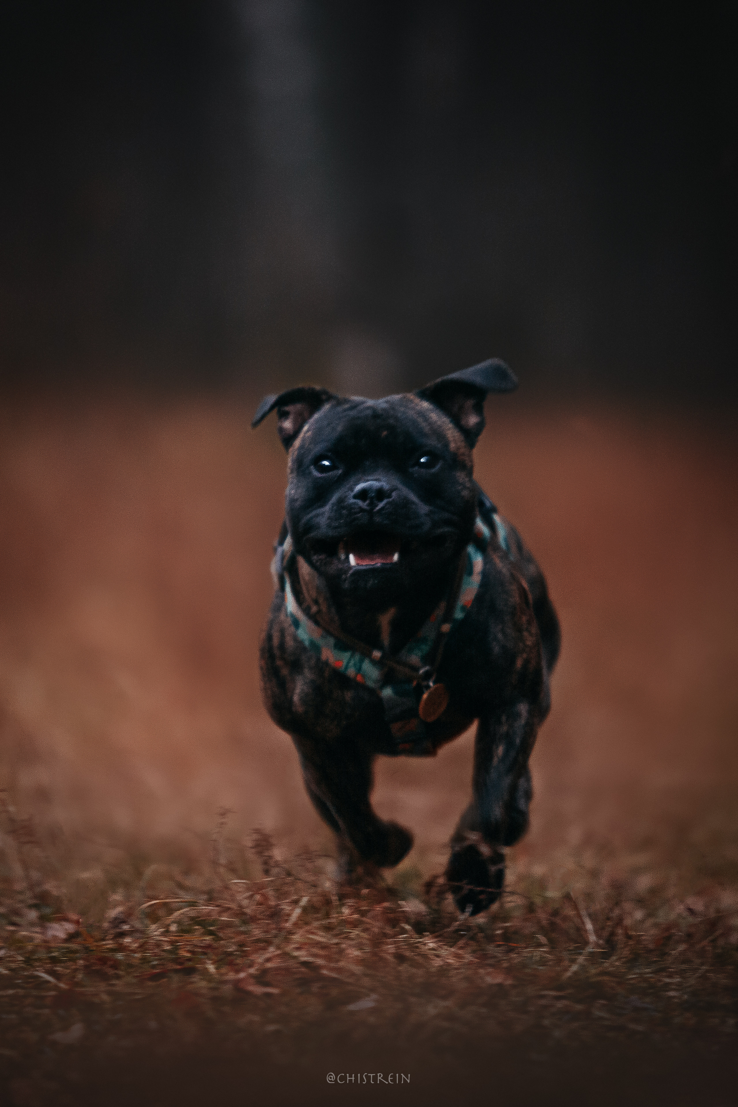 Стаффбуль Рубина. Фотограф-анималист Наталия Чистюхина в г. Сосновый Бор и ЛО