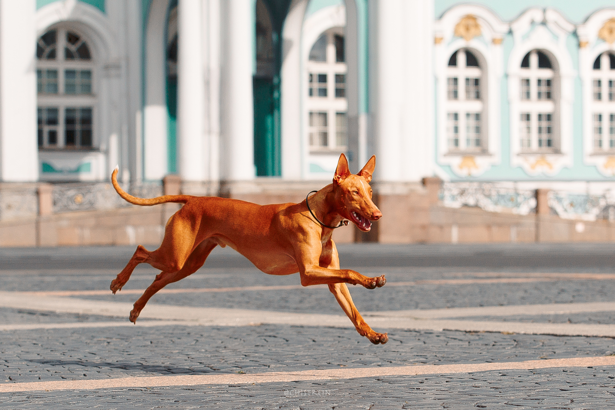 Арина и Гриффин в центре Питера. Фотограф-анималист Наталия Чистюхина в г. Сосновый Бор и ЛО