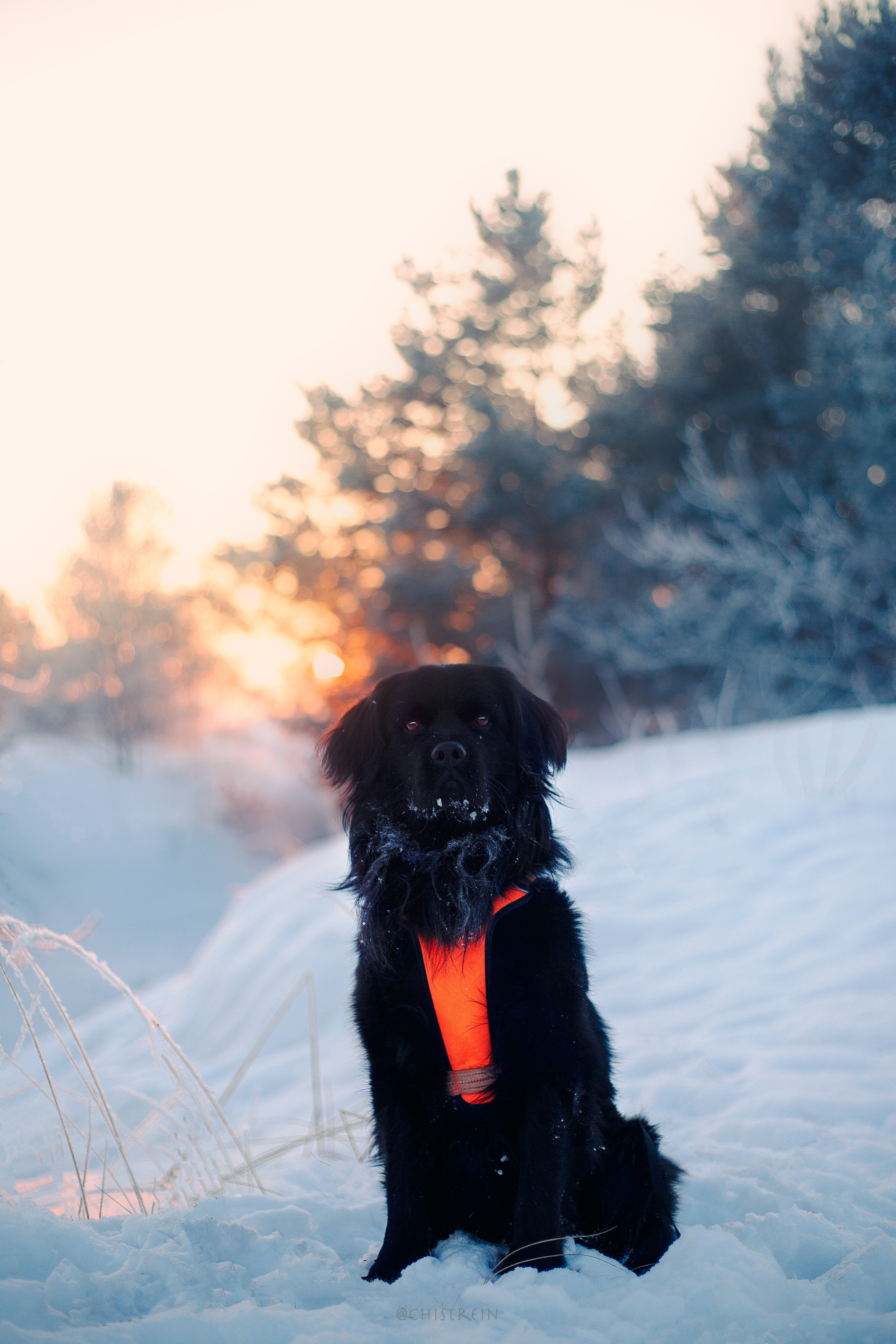 Модя. Закат на Финском заливе. Фотограф-анималист Наталия Чистюхина в г. Сосновый Бор и ЛО