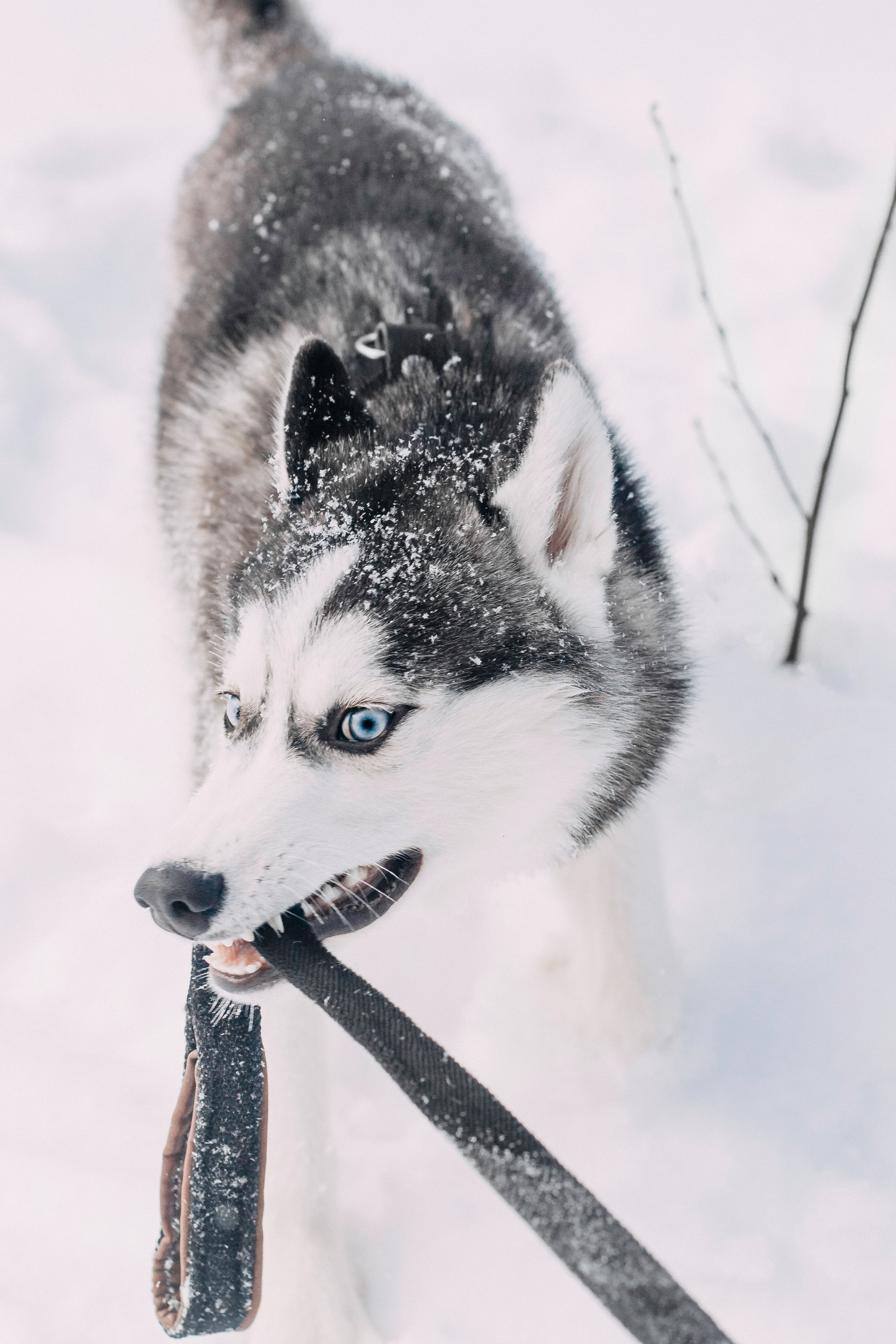 Щенок хаски Плуто. Фотограф-анималист Наталия Чистюхина в г. Сосновый Бор и ЛО