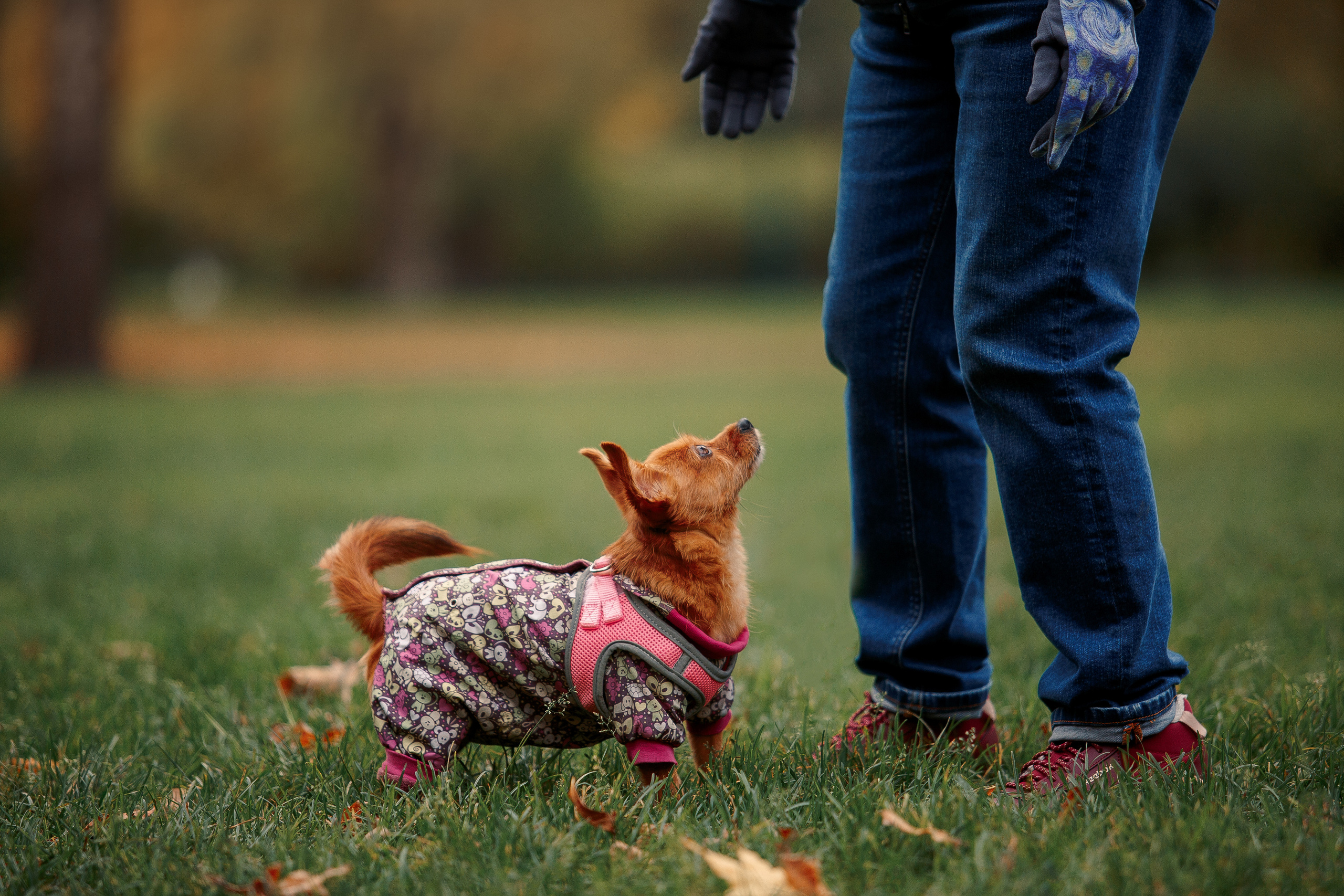Таврический сад осенью. Фотограф-анималист Наталия Чистюхина в г. Сосновый Бор и ЛО