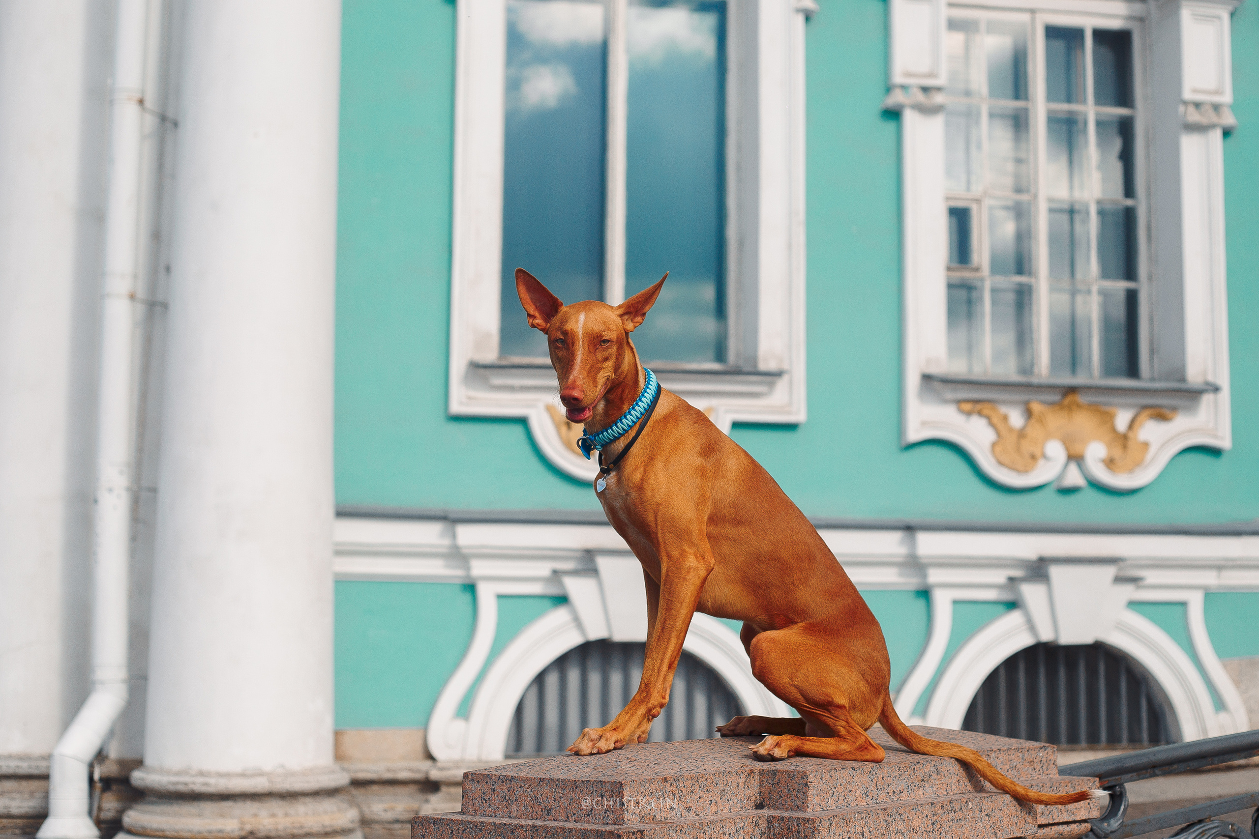 Арина и Гриффин в центре Питера. Фотограф-анималист Наталия Чистюхина в г. Сосновый Бор и ЛО