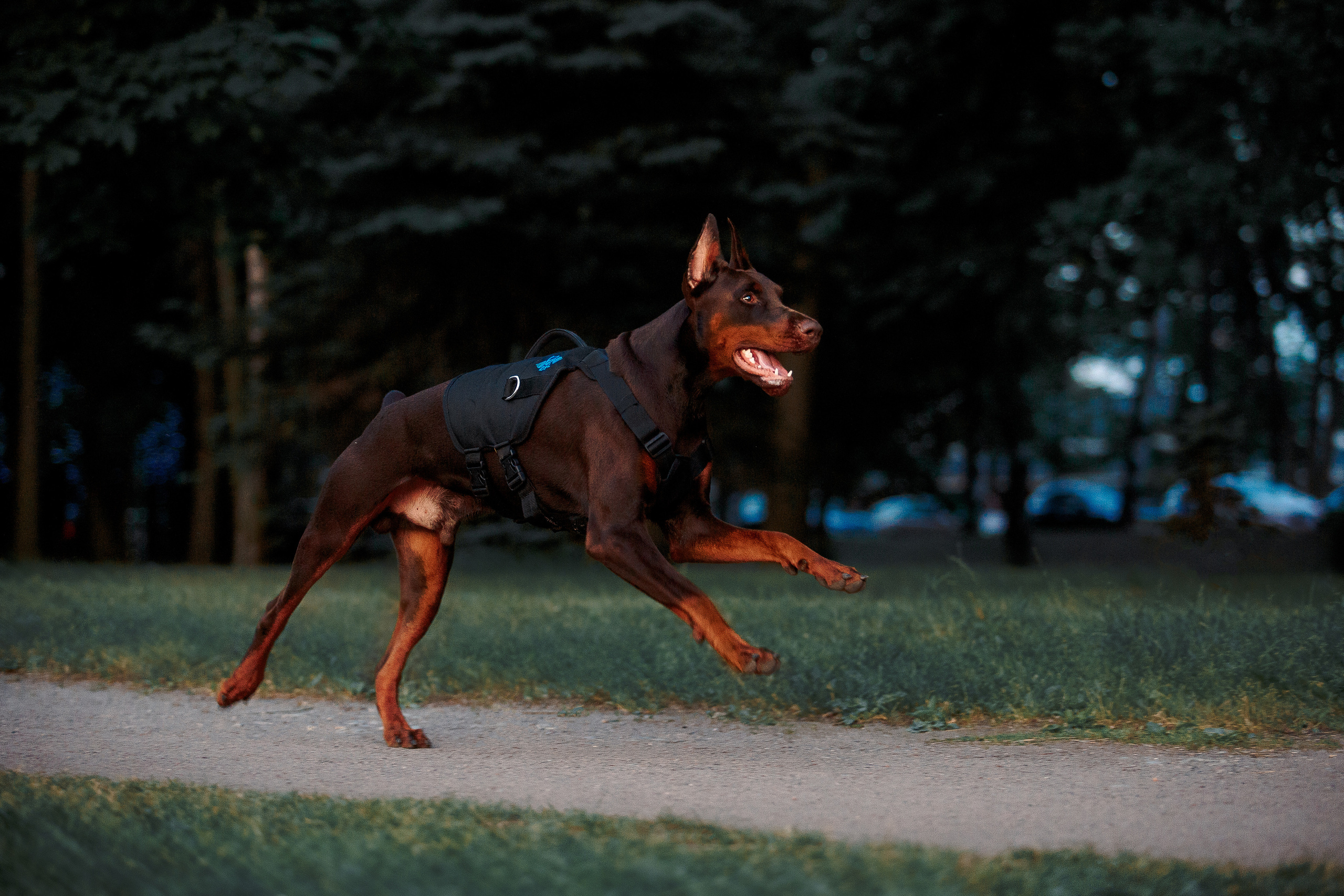 Атлас на Крестовском острове. Фотограф-анималист Наталия Чистюхина в г. Сосновый Бор и ЛО