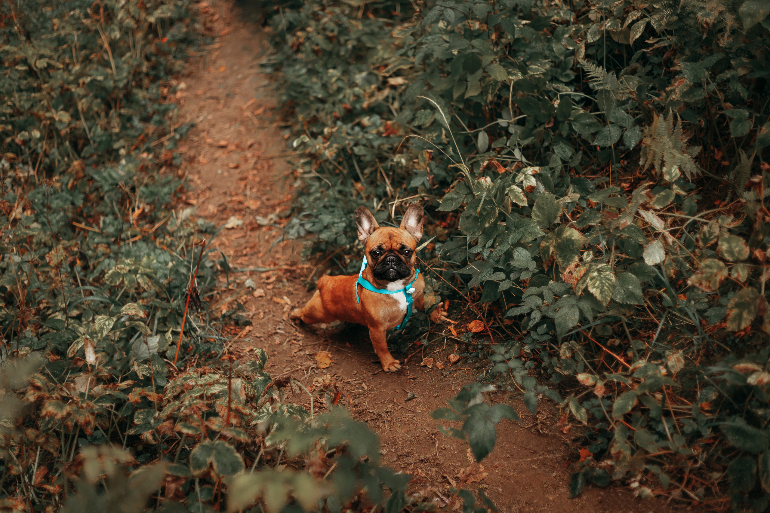 Шуваловский парк. Фотограф-анималист Наталия Чистюхина в г. Сосновый Бор и ЛО